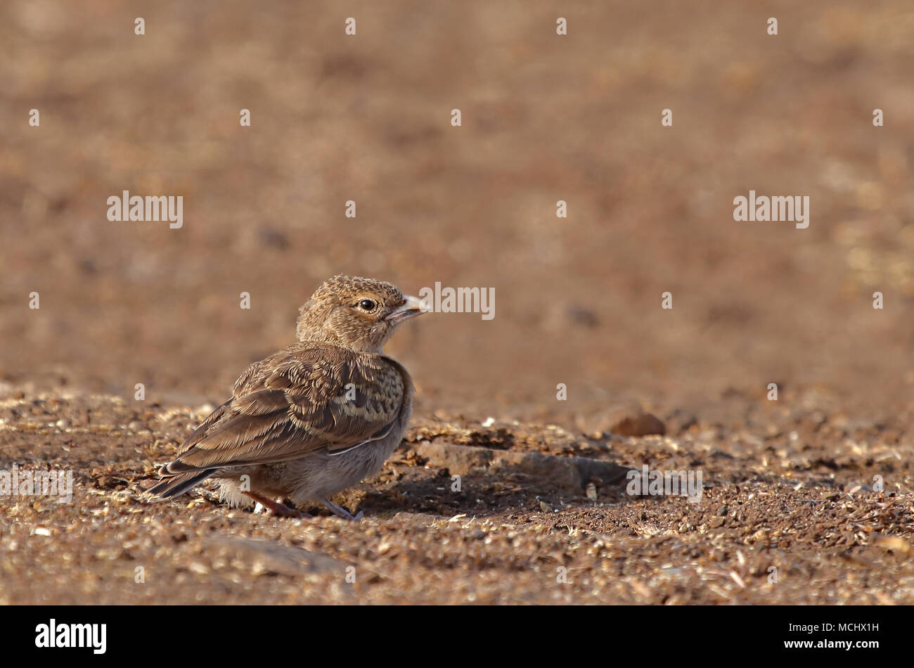 I capretti Ashy femminile coronata Sparrow-lark Foto Stock