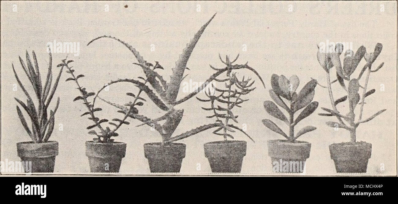 . Kleinia Repens "Portulacaria " Aloe Crassula Crassula Sedum Afra Arborescens Tetragona Arborescens Dendroideum Giardino crisantemi offerti sulla pagina 172 fornirà un abbondanza di fiori dopo tutto il resto è stato tagliato dal gelo Foto Stock