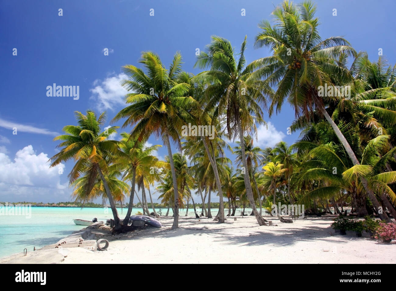 Spiaggia tropicale con palme, Bora Bora, Polinesia francese. Foto Stock