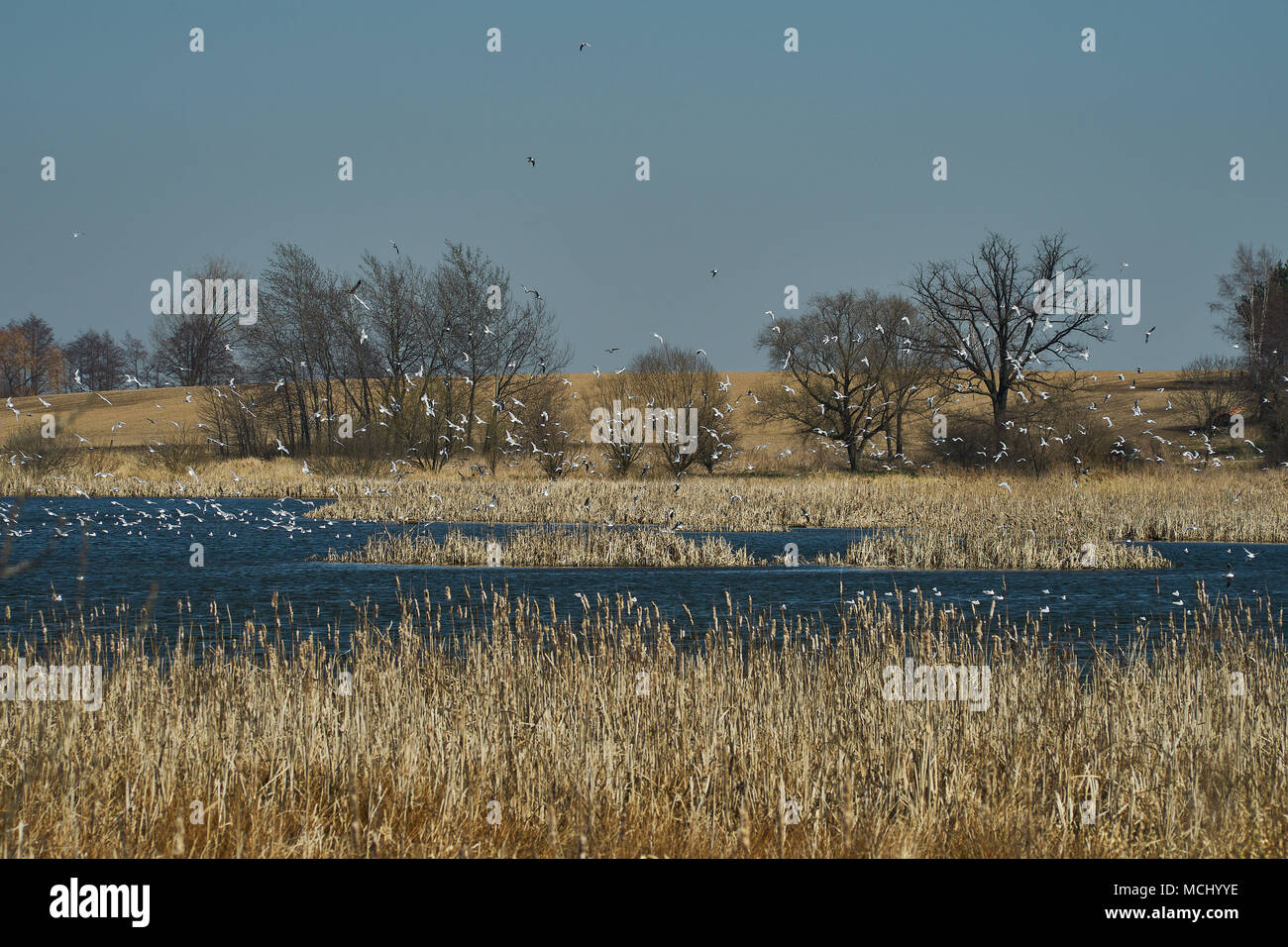 Mietkowski laguna in primavera lake shore a inizio primavera Bassa Slesia polonia Foto Stock