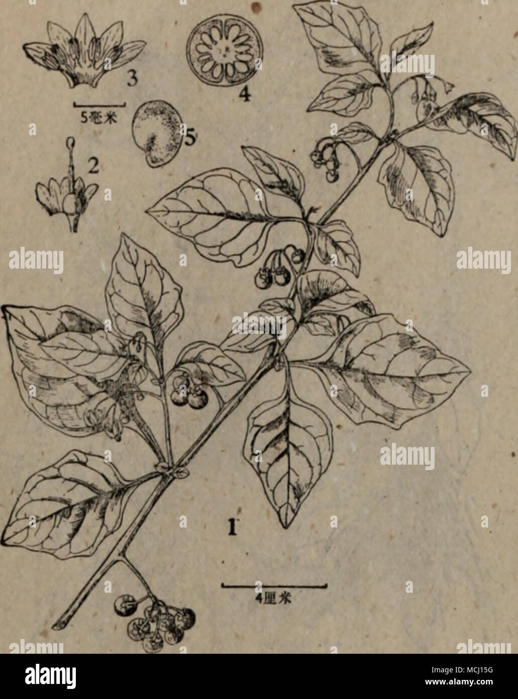 . Â"199è¦ªèµ Solanum nigrum L. 2â3.è±è§£ å(ç¤ºè±å ãéèãéèåè±310; 4.å ae ae ¿©"åï¼5.ç¨®å-ã aeåï¼å ¨è ä'-å"aeae¥µå°âççç©ç®,aeae"è "ä½ç¨ãaeè³ä'-å"aeé¾é½è¯(Solanina)åé¬¼ç' ï¼Saponin) aeaeï¼ çåç§(Scrophulariaceae) å°é"(ae¬èç¶ï¼å¥ç¨±:å±±ae©èµae ¹(åaeº)ï¼å±±55^(é¦å·ï¼ï¼é å£ºè±ï¼å±±ç½è±(aeä'-ï¼ Rehmaimia glutinosa (Gaertn.) Libosch ex Fisch. et Mey., ind. Sem. Hort. Petrop. I (1835) 36ï¼ DC. Prodi". IX (1846) 275ï¼ Kitag. Lineam. Fl. Mansh. (1939) 396;è£"éãå¨Å¤ªçï¼ ä'-åè¥ç¨ae¤ç©èªin (1953)å139. Å¤å¹'çé©ae¬ï¼é"ç'20â30é¤åç±³ï¼å ¨ae ªå¯ç&GT;å ¥ç½è²é·aeae¯åè ºae¯ãae ¹mè¼ç²ï¼èè³ªï¼å'¶aeé"è²,ae¨£ èµ°ï¼é·ae¢çãèéå''å®ä'aeç±åºé¨åçae'ae,è ä'é¨éå Foto Stock