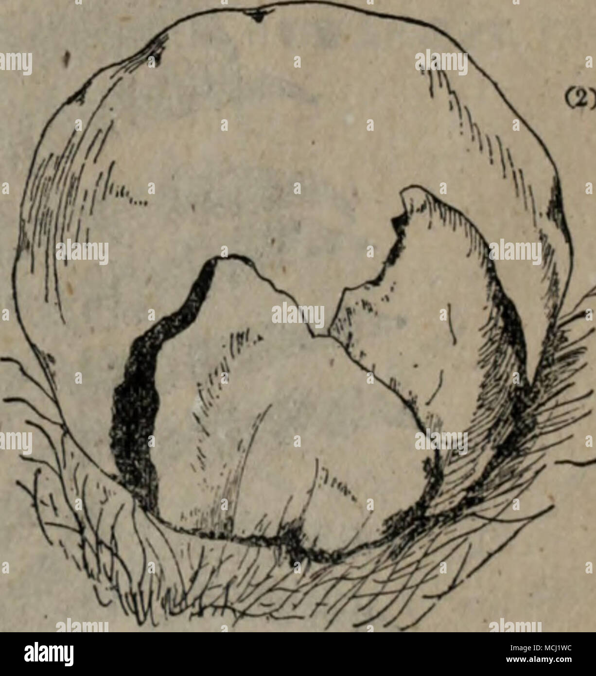 E Ac Lt Lycoperdaceae M 3 1 E E Poria Cocos Schw Wolf 1 Eae E I 2 A Ke C Ieªire Ae Ae Ee Ffic Ii 102 W 2 E A Lasiosphaera Nipponica Kawam Y Kobayasi Ex Y Asahina Calvatia Kawam Nipponica In E A e Aei A3 2