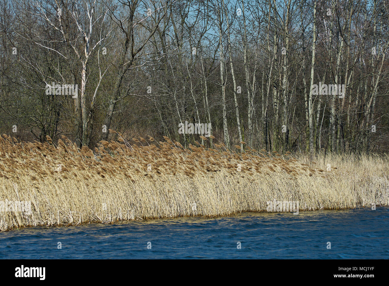 Mietkowski laguna in primavera lake shore a inizio primavera Bassa Slesia polonia Foto Stock