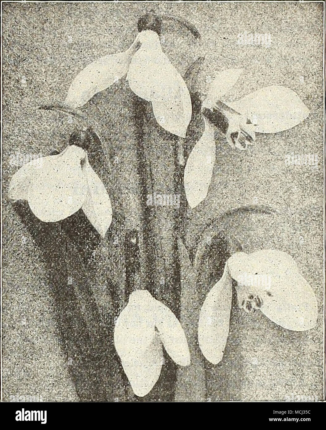 . 5 Così 50 00 4 00 36 00 4 00 35 00 SCILLA CaMPANULATA singolo Snowdrops SCILLAS (Squills) Sibirica. Questo è uno dei più belli di inizio primavera-blooming lampadine, del nano abitudine, con spruzzi di squisiti piatti ricchi di fiori blu. Cresciuto in masse, in congiunzione con il Crocus, specialmente la varietà gialla, Chionodoxas e bucaneve, l'effetto è affascinante. Preziosa per la bordatura, e da una dozzina di lampadine di un 5-pollice pot fa un bel effetto quando coltivata indoor. /O cts. per doz.; $5.00 per 100; $40.00 per 1000. Campanulata {Spagnolo Blu-campana, o giacinto di legno). Una bella primavera-fioritura bulbo; picchi o a campana Foto Stock
