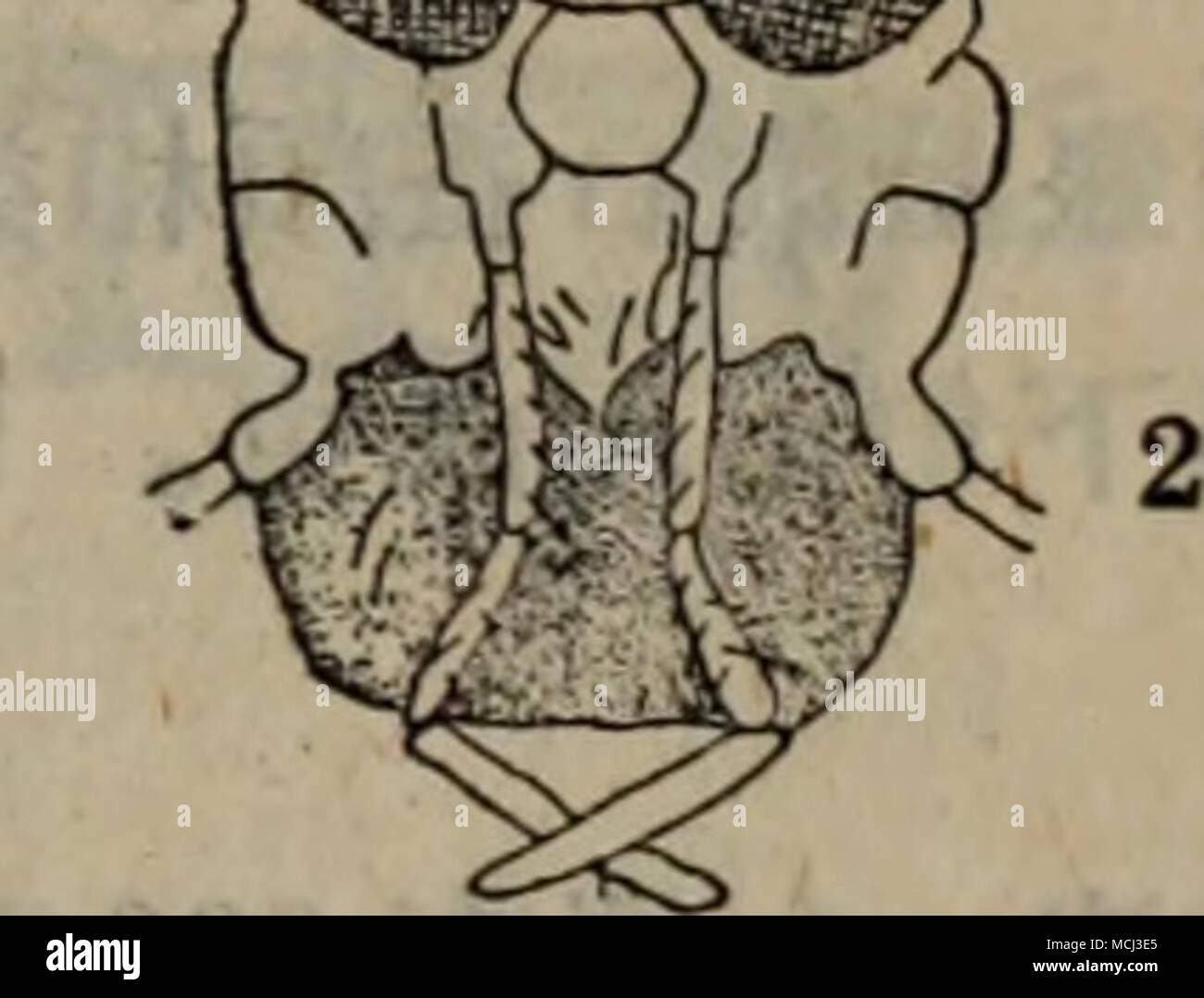 . 1.è¼è" å¾31 ç¨"aeè 2.éaeè"å¤'é¨3.éaeè"å °¾ç"¯4.fitaeè"å °¾ç"¯ 5.å¹¼è"e.tii 32 è¡éº"aeé ç³èOecetis nigropunctata Ulmer éaeç-ç³é¦Setodes argentata Matsumura â ¢ åç¿ ç³é¦Limnophilus correptus Maciachlan * å¥åçç-è",ae³¥èè"ãå±¬AE¯ç¿ ç®ãåç§ae¯ç¿ ç®å®³è"ae"ç§°ç³è,ä'åå''è¦ä'ºå®³7]^çae ä"¥ä'3ç§ãåä'¤ç§ï¼éaeç-ç³èåè¡éº"aeé ç³èï¼å±¬é¿è§ç³èç§ï¼Leptoceridae Jåç¿ ç³è å±¬fijç³é¦ç§(Limnophildae)ã åå'å¨è¾½å®è³çae·'åãae"é ãå®ä'ãåºae²³ãå²"å²©ãå Å¤¿ãéå²-ãå¼åãae³åº"ãaeµ·åï¼é"é¾ae±ã åaeä'¤ççae°aeae°Ç°åºåaeåå'ãå ³å §ä" ae²³å^çae¿å¾·,éåç-å¿aeåçãå ¶ä"å °åºå°aeªå¬ ,55 â ¢ Foto Stock
