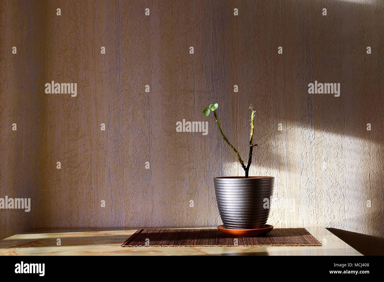 Impianto di malati con due piccole foglie verdi in una pentola Foto Stock