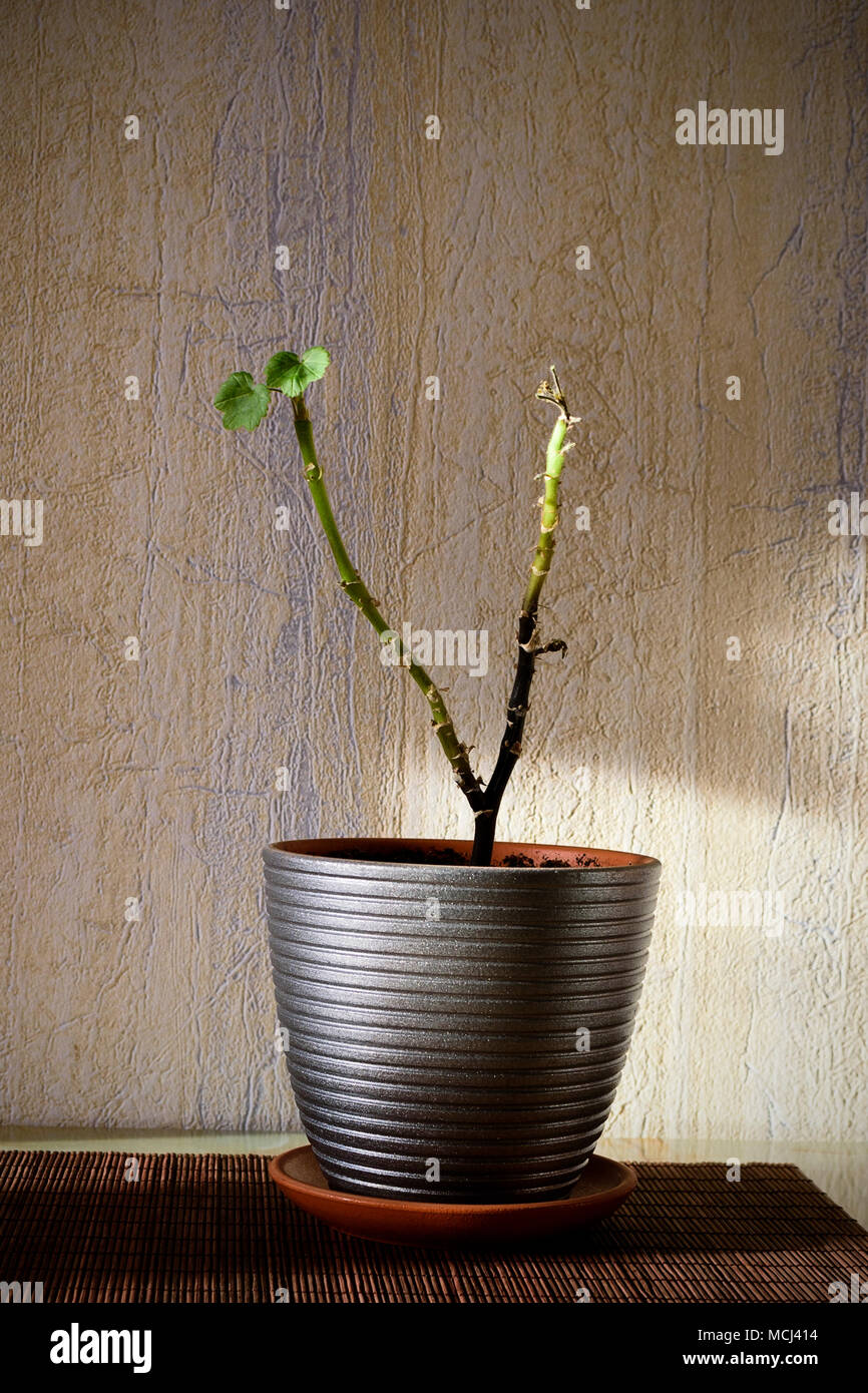 Impianto di malati con due piccole foglie verdi in una pentola Foto Stock