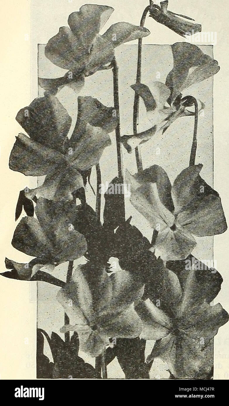 . Nuovo V141. Jersey Gem Tradescantia (Spider wortj Virginica. Produce una successione di fiori blu per tutta l'estate; 2 piedi. - Alba. Un bianco a forma di fiore. 25 cts. Ogni; $2.50 per doz. TrolliUS (Globe fiore) Europaeus. Auspicabile free-piante fiorite, producendo il loro luminoso gigante jfeUow, Buttercup come fiori su steli da 1 a 2 piedi alto da maggio fino alla fine di agosto; riuscire in modo ammirevole il confine in una mezza posizione ombreggiata in ben drenato preferibilmente luce del suolo. 35 cts. Ogni; 83.50 per doz. Timo (timo) preziose piante rampicanti per la rockery o il bordo di confine. Citriodorus Aureus. Il golden-lea Foto Stock