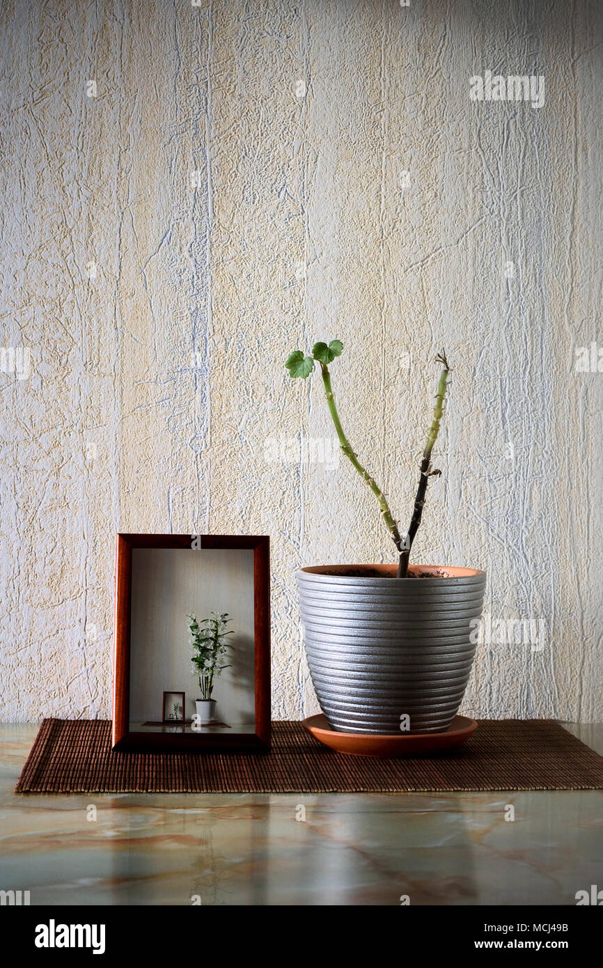 Impianto di malati con due piccole foglie verdi in una pentola Foto Stock