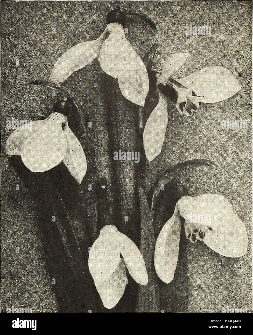 . Unico Snowdrops SCILLAS (Squills) Sibirica. Questo è uno dei più belli di inizio primavera-blooming lampadine, del nano abitudine, con spruzzi di squisiti piatti ricchi di fiori blu. Cresciuto in masse, in congiunzione con il Crocus, specialmente la varietà gialla, Chionodoxas e bucaneve, l'effetto è affascinante. Preziosa per la bordatura, e da una dozzina di lampadine di un 5-pollice pot fa un bel effetto quando coltivata indoor. 65 cts. per doz.; S4.50 per 100; $40.00 per 1000. Campanulata {Spagnolo Blu-campana, o giacinto di legno). Una bella primavera-fioritura bulbo; picchi o fiori a forma di campanella, ammenda per naturalizing nei boschi, ecc.; Foto Stock