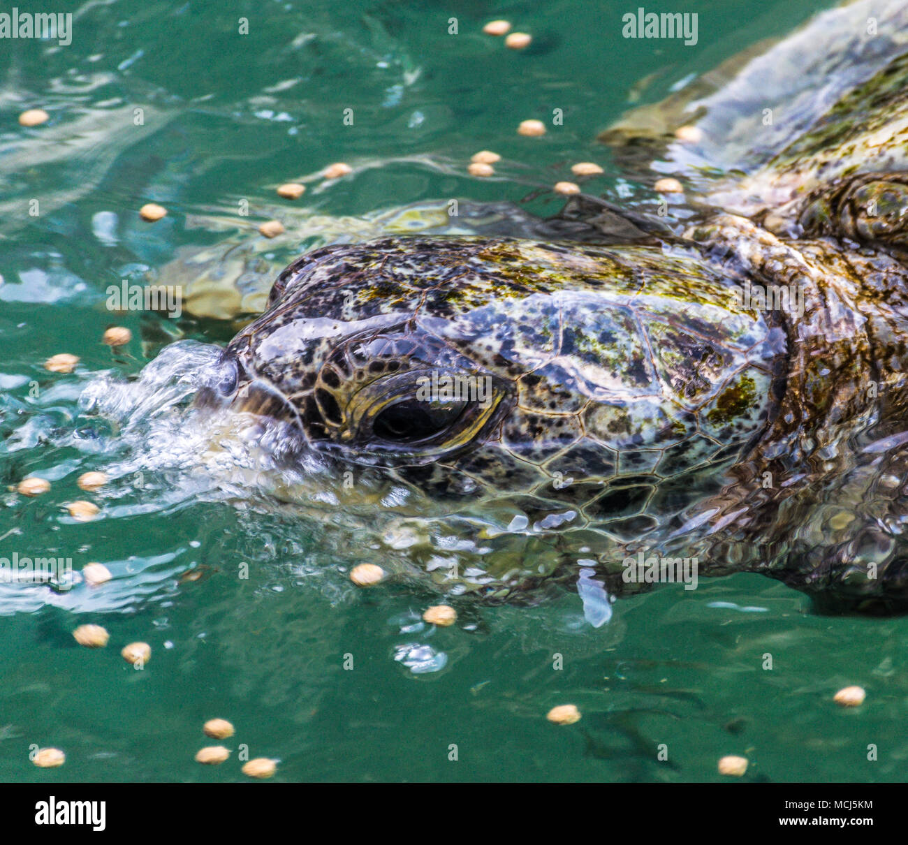Tropical le tartarughe di mare l'alimentazione Foto Stock