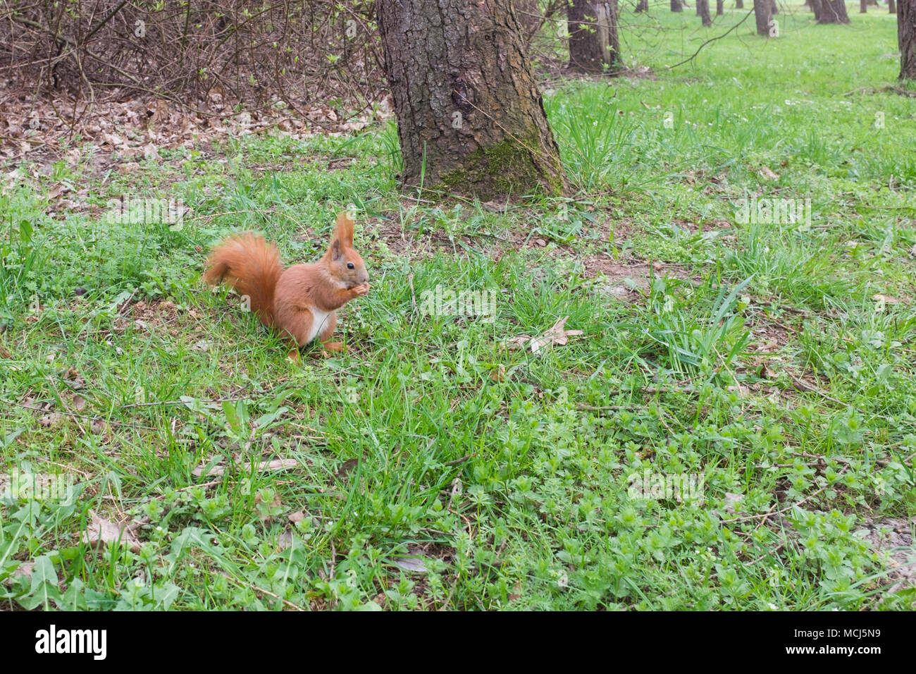 Scoiattolo rosso nel Parco di primavera Foto Stock