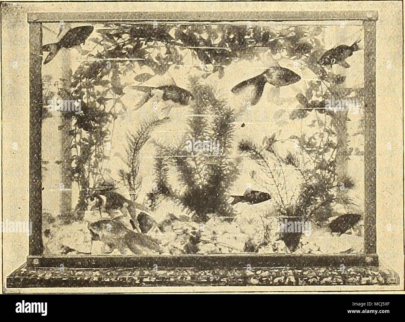 . Sagittaria Natans. Questo impianto è indispensabile per l'acquario; la sua lunga, cinturino-come foglie verdi assomigliano al ben noto Vallisneria. 15 cts. Ogni; $1,50 per doz. Sagittaria Sinensis (Giant Sagittaria). Foglie verde scuro; più ampia e più forte di S. Natans e una maggiore libertà di coltivatore; la forma migliore per l'acquario. 15 cts. ciascuno, $1,50 per doz. Salvinia Braziliensis. Questo è un grazioso piccolo floating acquatiche. Le foglie sono di un tenue verde, coperta con un deli- cate superficie pelosa. 15 cts. per grappolo; $1,50 per doz. Vallisneria spiralis, Italiano tipo {Anguilla Erba). Un sub- Impianto di fusione con lunghi ribbo Foto Stock