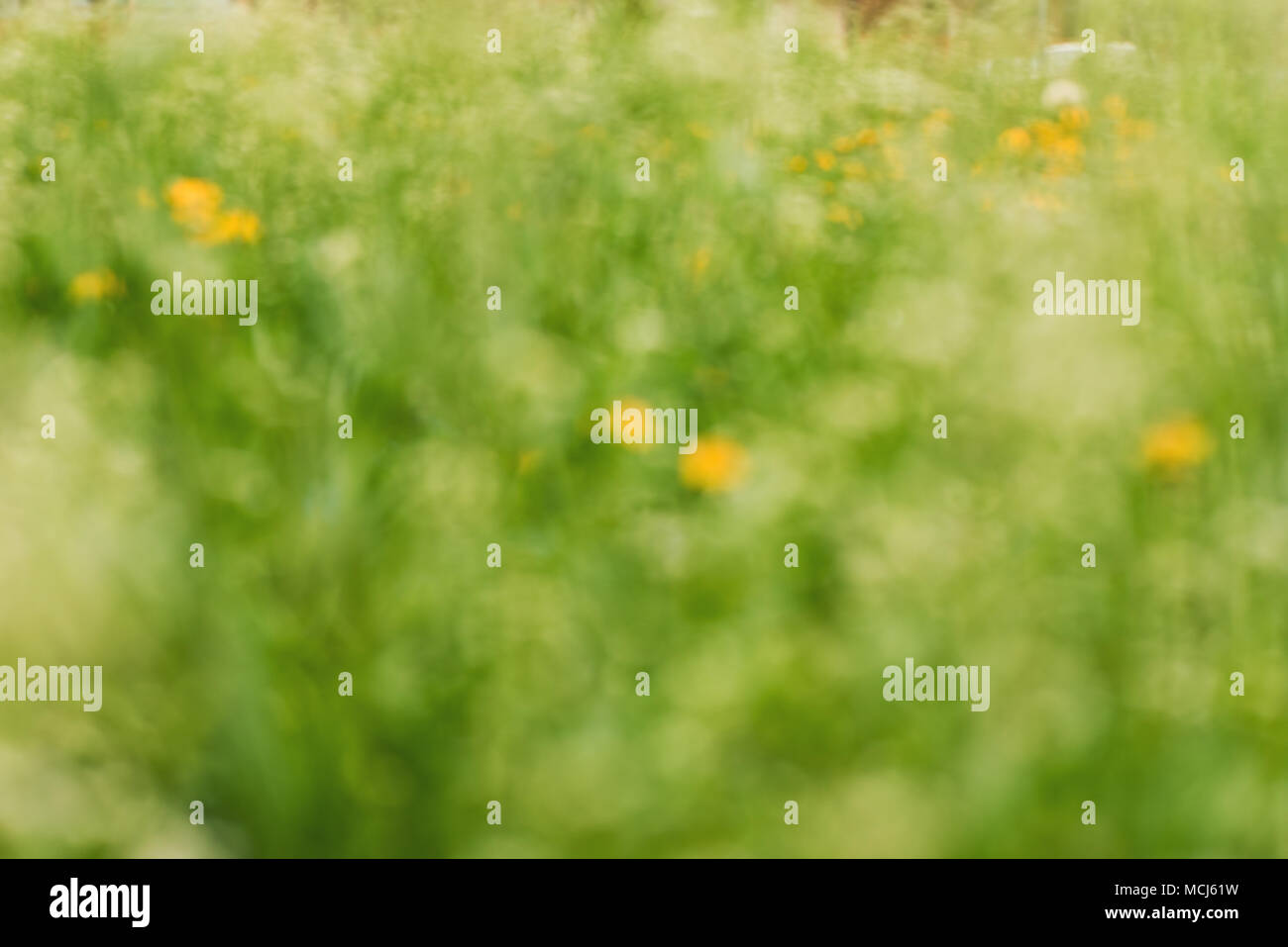 Abstract molla di sfocatura dello sfondo sfocato, erba e fiori nel prato come spazio di copia Foto Stock
