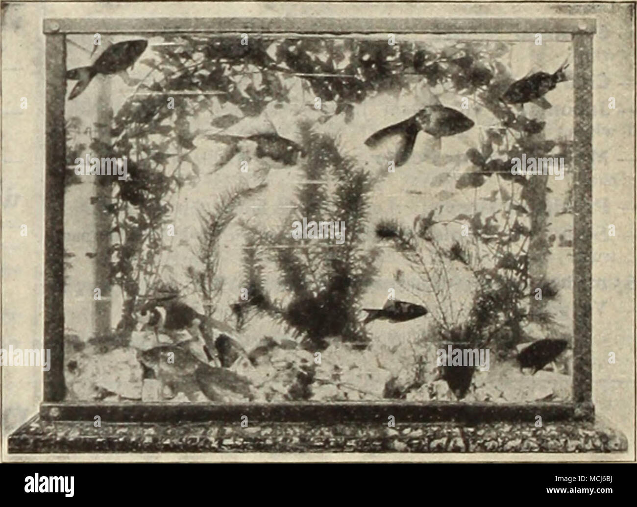 . Sagittaria Natans questa pianta è indispensabile per l'acquario, la sua lunga, cinturino-come foglie verdi assomigliano al ben noto I'allisneria. 15 cts. Ogni; Â§1,50 per doz. Sagittaria Sinensis {Giant Sagittaria). Foglie verde scuro; l)roader e più forte di 8. Natans e un più libero . coltivatore; la forma migliore per l'acquario. 15 cts. Ogni; $1,50 per doz. Salvinia Braziliensis. Questo è un grazioso piccolo floating acquatiche. Le foglie sono di un tenue verde, coperta con un deli- cate hairy surlace. 15 cts. per grappolo; $1,50 per doz. Vallisneria Spiralis tipo italiano (Anguilla Erba). Un sub- Impianto di fusione con lunghi ri Foto Stock