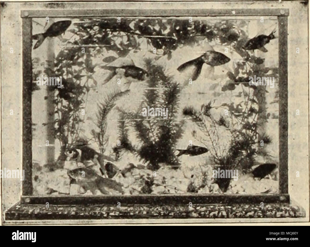 . Sagittaria Natans. Questo impianto è indispensabile per l'acquario, la sua lunga, cinturino-come foglie verdi assomigliano al ben noto YaUisneria. 15 cts. Ogni; $1..50 per doz. Sagittaria Sinensis {Giant Sagittaria). Foglie verde scuro; più ampia e più forte di S. Katans, e una maggiore libertà di coltivatore; la forma migliore per l'acquario. 15 cts. Ogni; $1,50 per doz. Salvinia Braziliensis. Questo è un grazioso piccolo floating acquatiche. Le foglie sono di un delicato verde, coperta con un delicato hairy sur- faccia. 15 cts. per grappolo; $1,50 per doz. Vallisneria Spiralis italiano tipo {Anguilla Erba). Un sub- fuse impianto witli lungo nastro-l Foto Stock