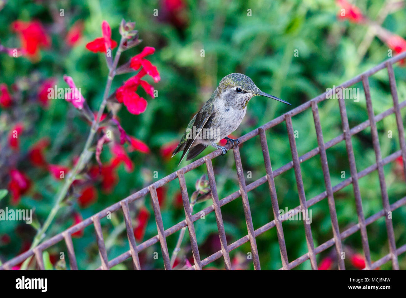 I giovani di Anna (Hummingbird calypte anna) arroccato su una recinzione metallica con un luminoso rosso dei fiori in background, in Arizona Deserto di Sonora. Foto Stock
