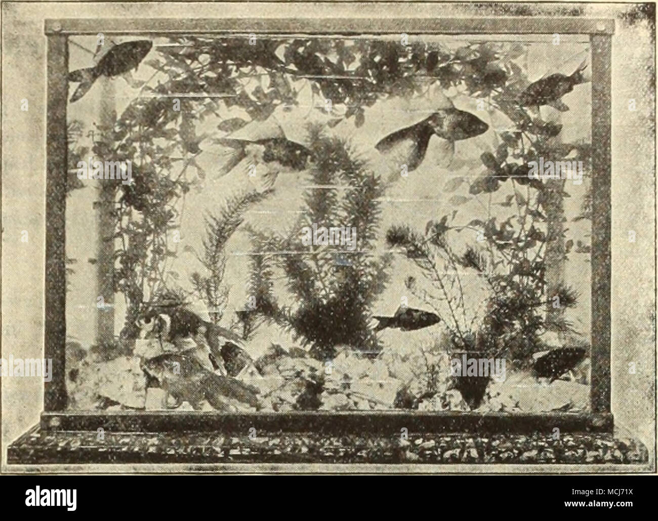 . Sagittaria Natans. Questo impianto è indispensabile per l'acquario, la sua lunga, cinturino-come foglie verdi assomigliano al ben noto Vallisneria. 15 cts. Ogni; $1,50 per doz. Sagittaria Sinensis (Giant Sagittaria). Foglie verde scuro; più ampia e più forte di 8. Natans e una maggiore libertà di coltivatore; la forma migliore per l'acquario. 15 cts. Ogni; $1,50 per doz. Braziliensis Saivinia. Questo è un grazioso piccolo floating acquatiche. Le foglie sono di un delicato verde, coperta con un delicato hairy sur- faccia. 15 cts. per grappolo; $1,50 per doz. Spiralis Vallisneria Gigantea (Anguilla gigante Erba). Un impianto sommerso con nastro come le Foto Stock