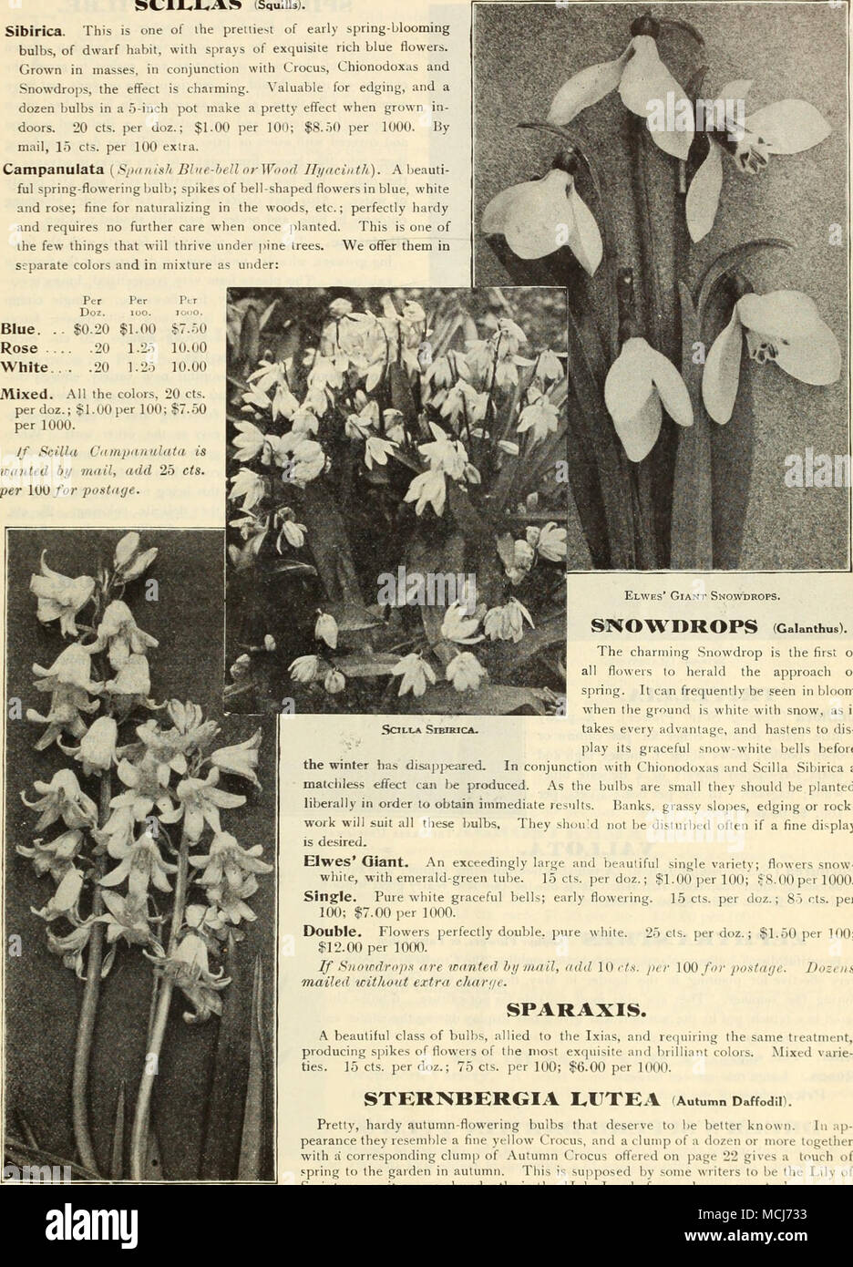 . Scilla campanulata. (Galanthus). L'affascinante Snowdrop è il primo di tutti i fiori a herald l approccio della molla. Può essere spesso visto in fiore quando il terreno è bianco di neve, come prende ogni vantaggio, e accelera al dis- svolgere il suo grazioso snow-campane bianche prima dell'inverno è scomparso. In collaborazione con Chionodoxas e Scilla Sibirica un inimitabile effetto può essere prodotta. Come le lampadine sono piccole dovrebbero essere piantati generosamente al fine di ottenere risultati immediati. Banche, pendii erbosi, bordatura o rock- lavoro soddisferà tutte queste lampadine. Essi non devono essere disturbati spesso se un Foto Stock