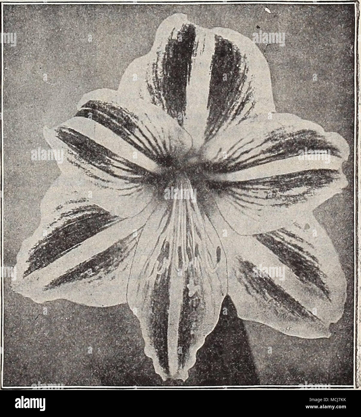 . Burbank ibrida Amaryllis. 6 lampadine o più alla dozzina di rate ; 25 o più a 100 tasso; 250 o più a 1000 tasso. ri9) Foto Stock