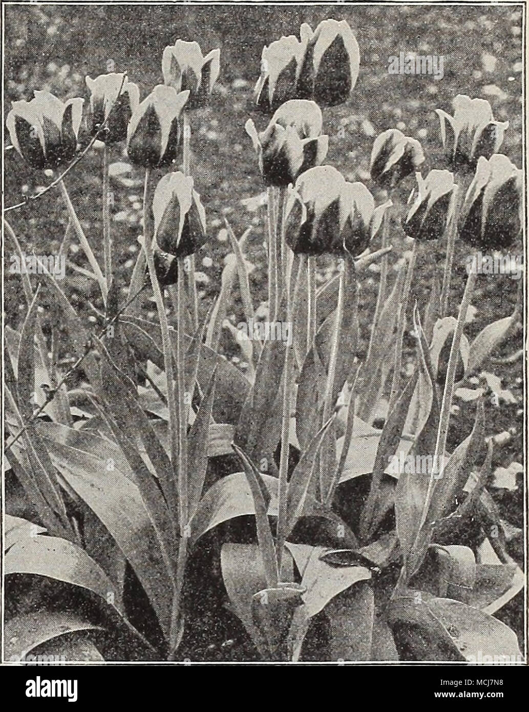 . Singolo tulipani Eakly Kaiser Kuoon. Per il principe d'Austria. (12 L.) arancio-scar- lasciare; un suggestivo colore; profumati. $18.00 per 1000 Princess Marianne. (10 M.) Bianco, ombreggiata rosa; ammenda bedder. $12.00 per 1000. Rose Grisdelin. (8 M.) migliori nana, rosa luminoso lettiera Tulip. $li' OOper 1000. Rose Luisante. (10 M ) brillante rosa intenso; ammenda per forzatura o biancheria da letto. §22,00 per 1000 Standard argento. (10 M.) Bianco, fiocchi e striato con crimson; ammenda. §20.00 per 1000 Thos. Moore. (12 L.) ricca, brillante arancio-rosso scarlatto; profumati. §12.00 per 1000 Van Der Neer. (10 M.) Rosy viola. §30.00 p Foto Stock