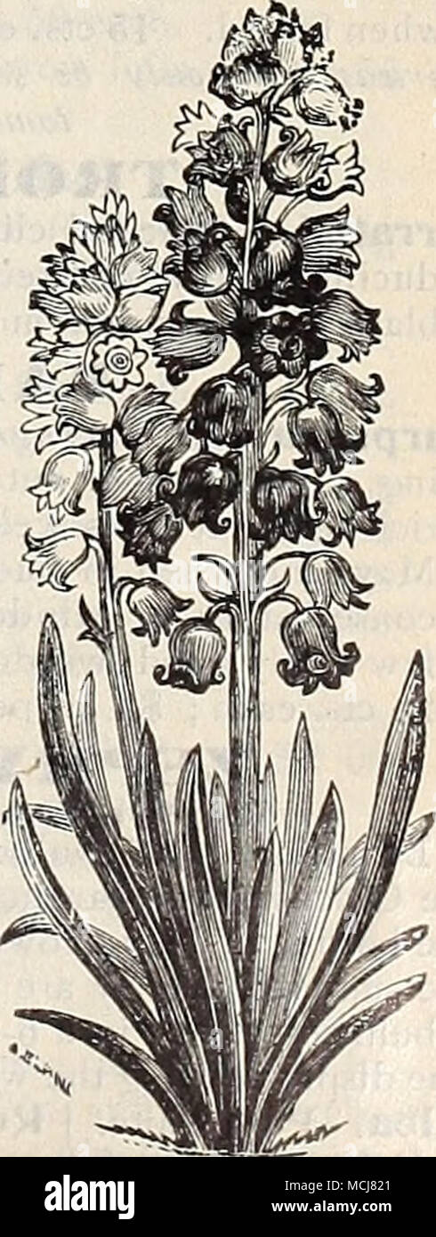 . Scilla campanulata. Xf che si desidera illuminare il hardy confine in maggio, impianti Cottage-Garden tulipani. Vedere le pagine 10 e 11. Foto Stock