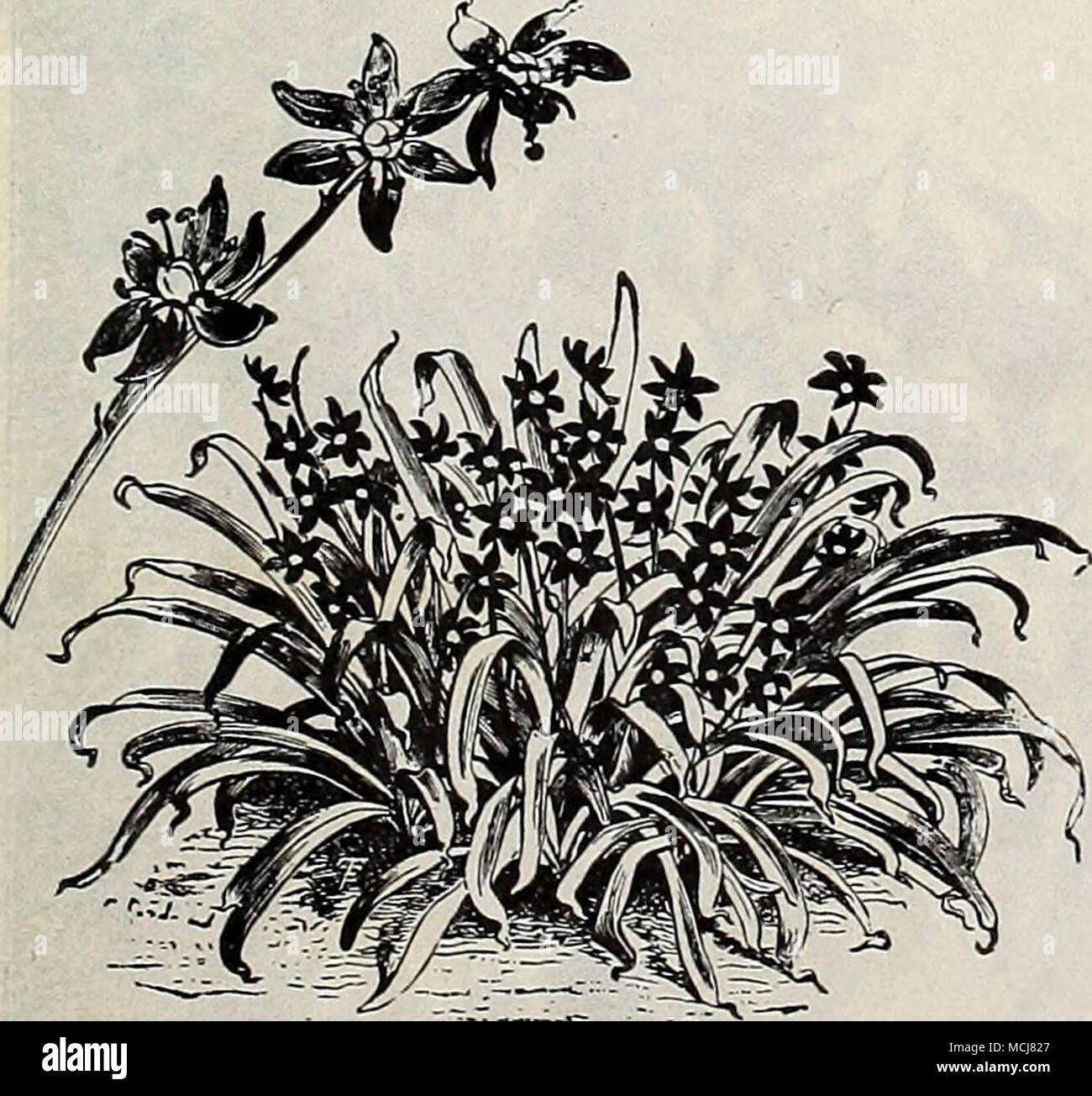 . SciLLA Sibirica. Sibirica. Questo è uno dei più belli di inizio primavera fiorisce lampadine, del nano abitudine, con spruzzi di squisiti piatti ricchi di fiori blu. Cresciuto in masse, in congiunzione con il Crocus, Chiono- doxas e bucaneve, l'effetto è affascinante. 20 cts. per doz.; $1.25 per 100; $10,00 per 1000. Campanulata. (Grandi o spagnolo Blu-campana). Una bella primavera-fioritura bulbo; punte di belbshaped fiori in blu, bianco e rosa; ammenda per naturalizing nei boschi, ecc. Colori misti, 20 cts. per doz.; $1.25 per 100; $1U.OO per 1000. Peruviana {Giglio Cubano). ' Un affascinante varietà per la coltivazione in vasi, Foto Stock