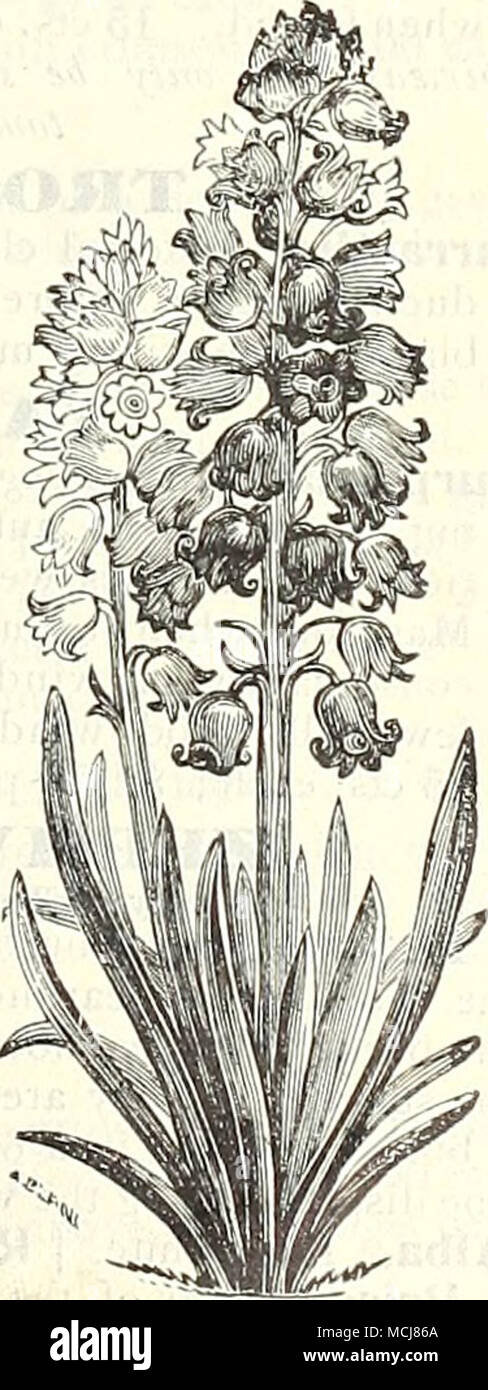 . SciLLA campanulata. Se si desidera brUjht.n fino il confine hardy nel maggio, impianti Cottage-Garden luliits. Vedere payes lO e 11. Foto Stock