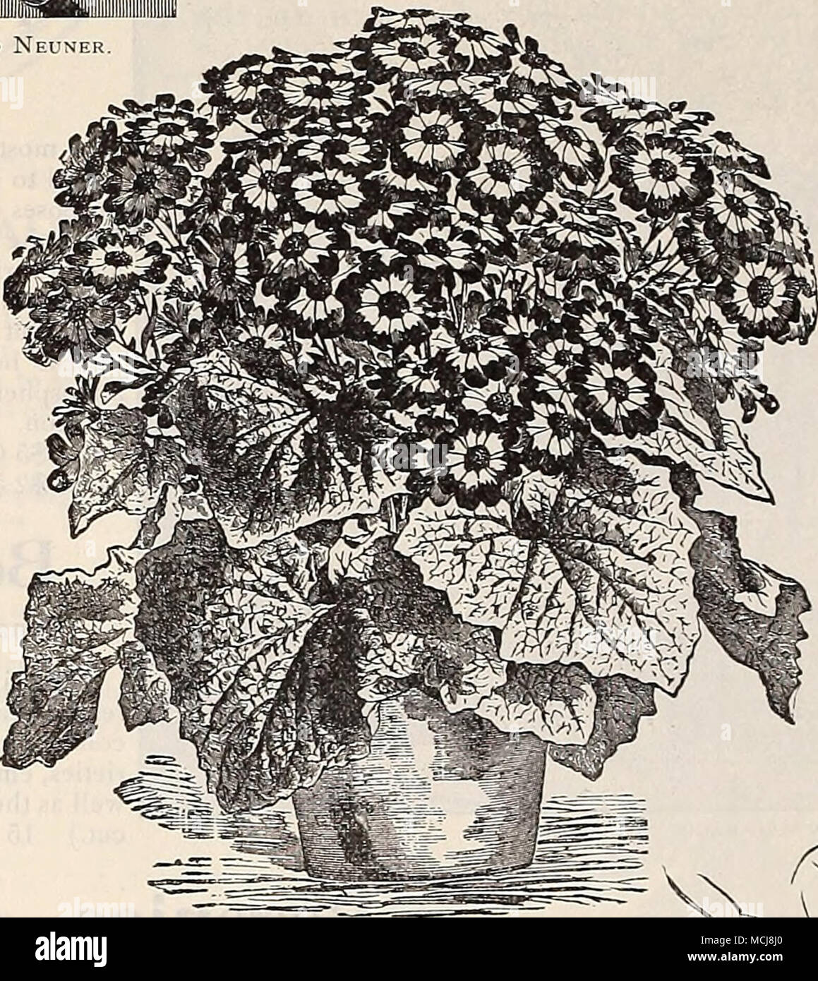 . Cineraria-Dreer del premio. CLERODENDRON BALFOURI. Una bellissima serra scalatore, e mirabilmente adatto per la casa della cultura, fioritura più profusamente con scarlatto brillante fiori, avvolto in una cremosa, bianco calice. 15 cts. ciascuna. CYPERUS PAPYRUS. (Egiziano tappezzi pianta). Questo rende più desiderabile pot impianto per la finestra-giardino o con- servatory. Gli steli sono di forma triangolare e sono sormontati da un ciuffo di capelli lunghi, filo-come le foglie che conferisce alla pianta un grazioso e suggestivo del ap- pearance. 25 cts. ciascuna. CYPERUS ALTERNIFOLIUS. (Impianto di ombrello.) un ottimo impianto per coltivazione in acqua o in luoghi umidi; Foto Stock