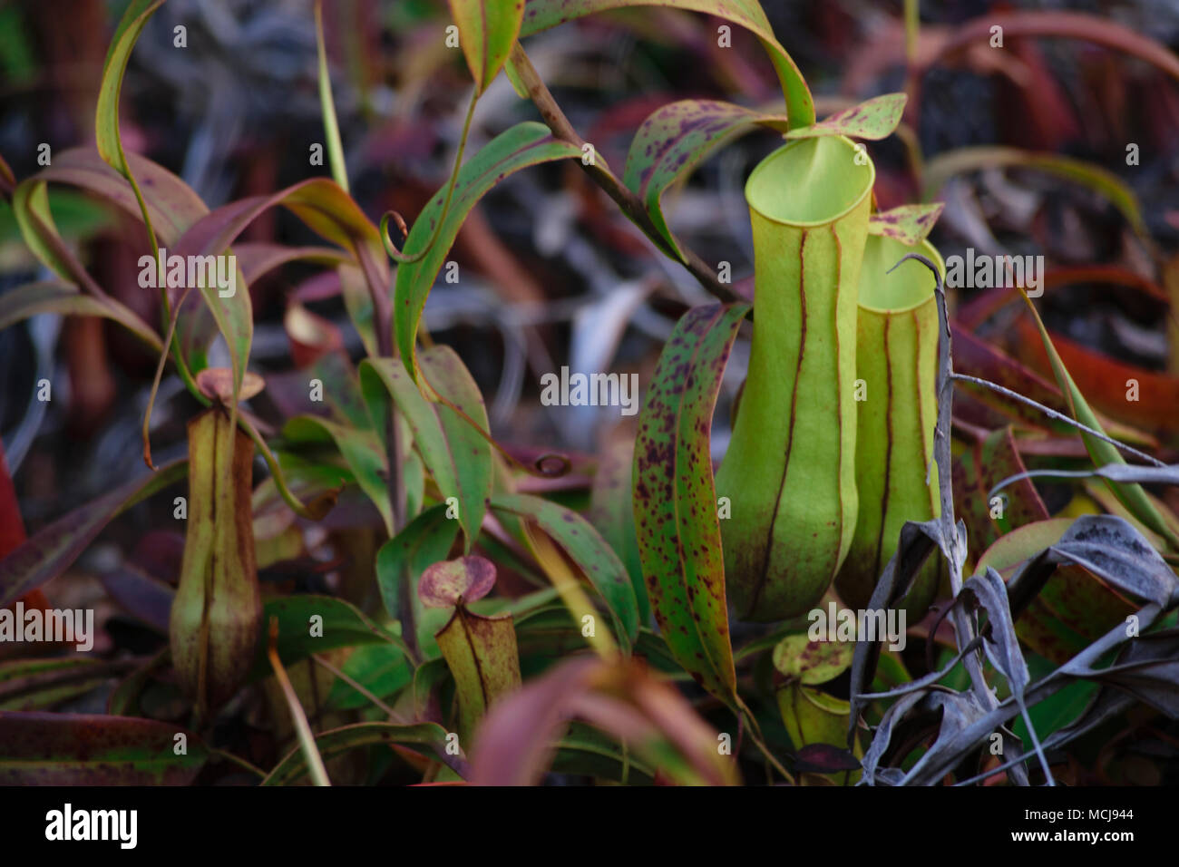 Le piante selvatiche di Nephentes (brocca tropicali piante) in Indonesia Foto Stock