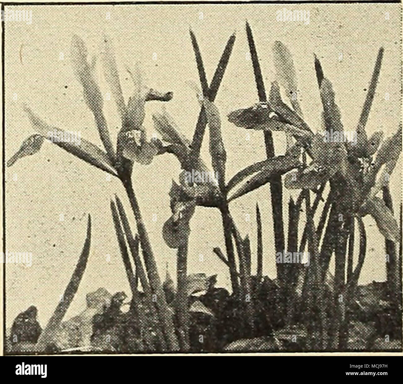 . Ins leticulata-compensate a bulbo 40-525 Iris Iris reticulata una o reticolare Iris bulbosa un estremamente carina e dolce primavera fiore provenienti in bloom con il croco. È assolutamente hardy portando il suo bel royal blu e oro fiori su steli 4 pollici di altezza. Bene anche per interni in ^vinter piantati 6 o più lampadine ad una padella. 3 PER 65c; 12 per $2.25; 25 per $4.00. Foto Stock