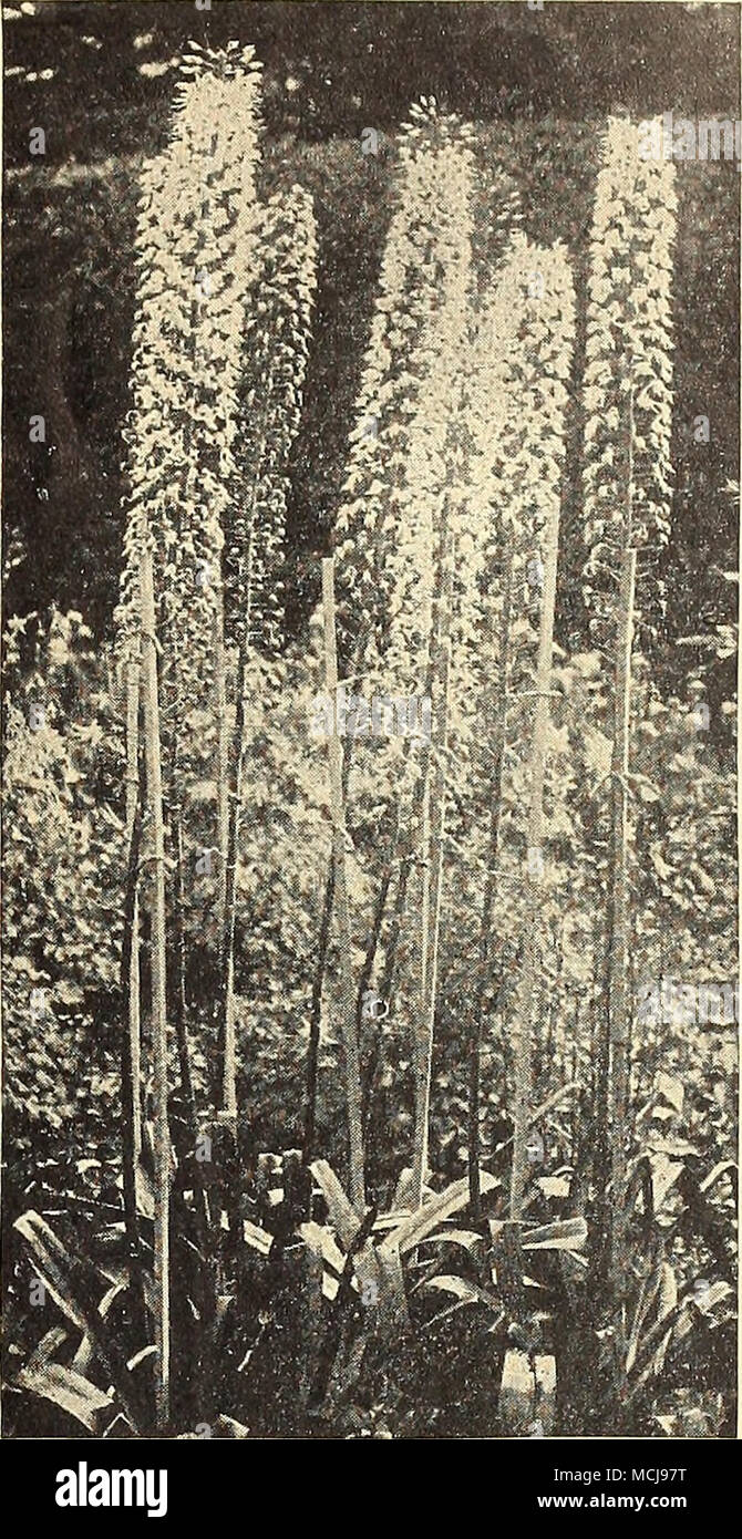 . Coda di Volpe Eremurus Lily, deserto candela aristocratica piante hardy splendida permanenti di frontiera dove essi g^ve un effetto meraviglioso per molti anni. Impianto di loro in una ben drenato, posto riparato con la piena esposizione al sole. Sanno fare meglio in una profonda, sabbiosi arricchito di concime bene-decomporsi. Coprire le corone con 3 pollici di suolo e proteggere i germogli contro la tarda primavera del gelo. I gambi dei fiori aumento da 6 a 3 metri al di sopra della lunga e stretta, fogliame. Bungei 40-450. Drep fiore giallo punte facendo un bel display in luglio. 6 ft."$1,50; 3 per $4.00. 40-451 Elwesianus. Rosa tenue fiorisce in Foto Stock