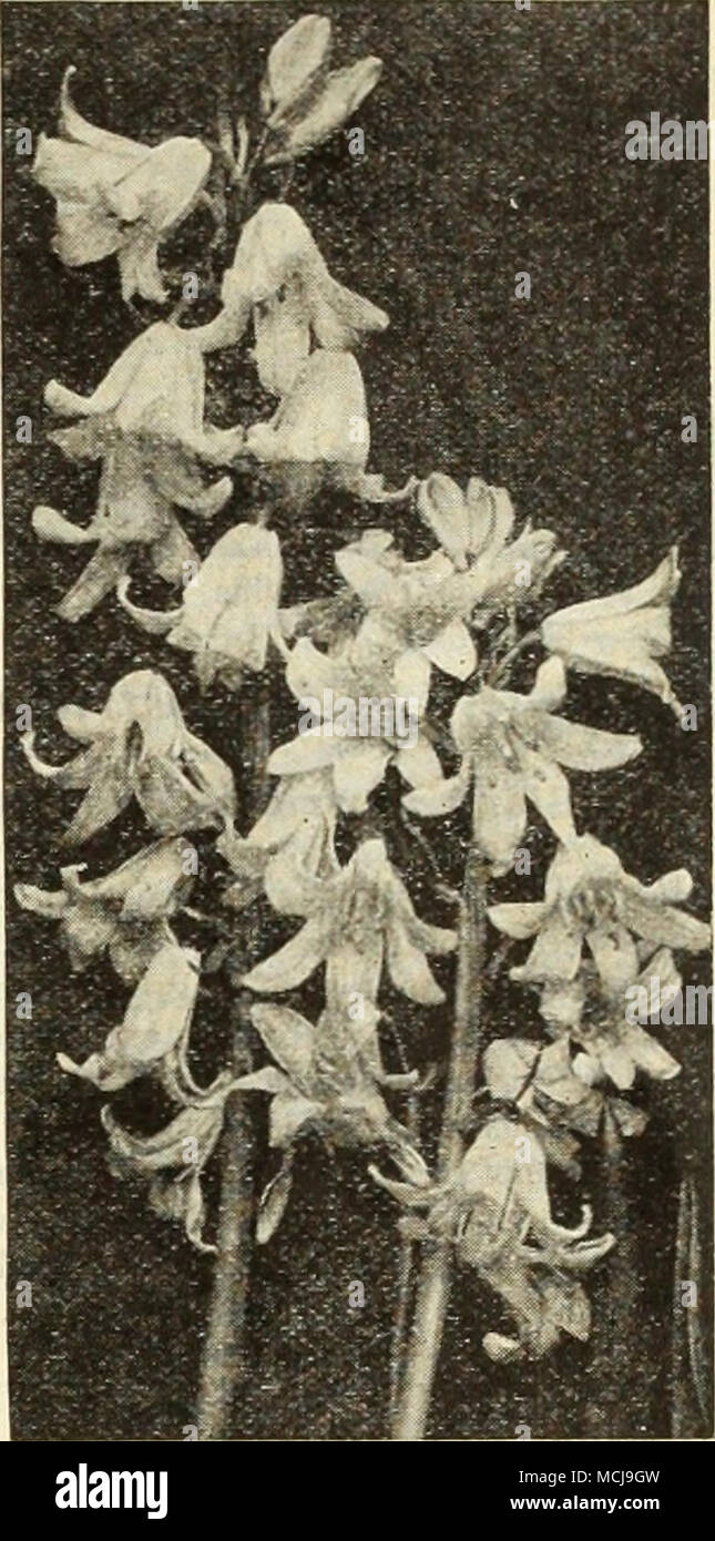 . Scilla campanulata Campanulata {Spagnolo Bluebell, Giacinto di legno). Affascinante la campanula di grandi dimensioni- lilce fiorisce durante il mese di maggio. Ammenda per naturalizing nei boschi o per la coltivazione in frontiera. Essi sono perfettamente hardy e delizia in semi-ombra. Essi fiorirà sotto gli alberi di pino. 3 per 12 per 100 per Blue 0 dollari 14 $0 50 $3 50 Rose 17 60 4 25 Bianco 14 50 3 50 Mixed U 45 3 25 Sternbergia Autunno Daffodil un Lutea. Molto bella la nana in autunno- i bulbi con fiorisce come un giallo glorificato Crocus. Essi producono il loro fogliame in primavera e dovrebbe avere un piuttosto asciutto posizione soleggiata e ben drenato soi di lime Foto Stock