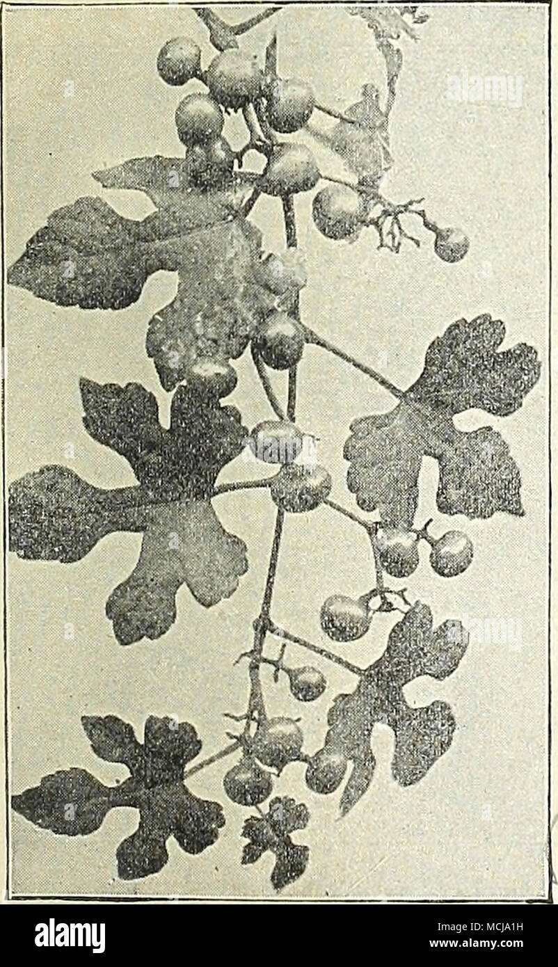 . Ampelopsis tricolore. CiNNAM'^N Vine. AMPEEOPSIS ENGEEMANNI. Una varietà di Virginia superriduttore con fogliame di una finitura lucida di colore verde chiaro in estate, modifica di cremisi brillante in autunno. ,35 cts. Ogni; 350 dollari per doz. APIOS TIJBEROSA. Un prezioso hardy tubevous radicata scalatore che assomiglia in ininiature il glicine comune in vigna e del fogliame, e avente gruppi di ricchi fiori viola, che hanno un forte e delizioso profumo di violetta. Essi crescono fino ad una altezza di 8 a 3 metri, e bloom pro- f,usely. Stabilimento 2 o 3 lampadine vicino a- altri per produrre una massa di vigne e ^wers. 5 cts. ciascuna ; 50 cts. pe Foto Stock