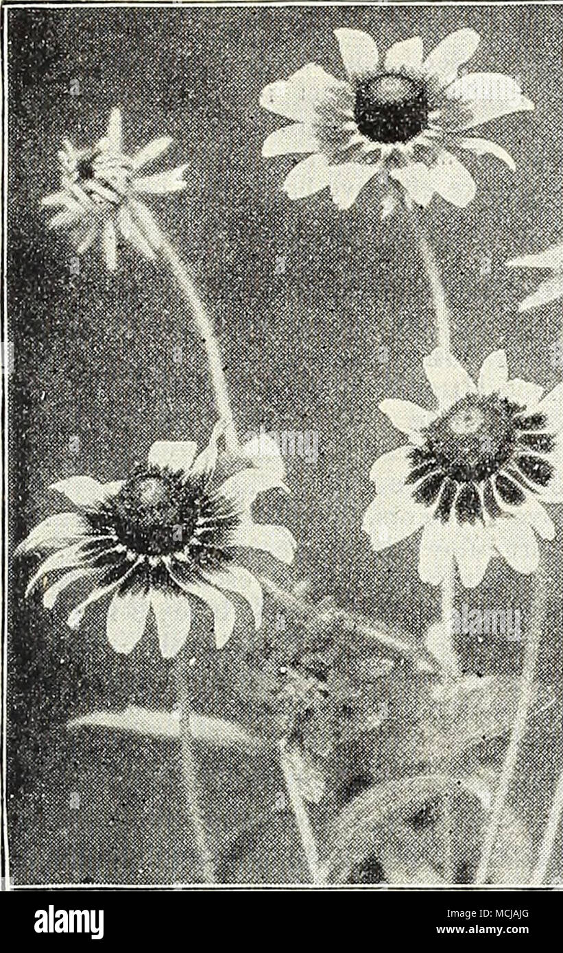 . RUDBECKIA BiCOLOE SuPEKBA. La salvia. (Fioritura salvia.) La Scarlet Sage ha a lungo l)een un preferito impianto di biancheria da letto, cresciuto anche per la decorazione del conservatorio, orso- ing picchi di lunga di fiori in grande profusione da Luglio fino al gelo; semi-liardy perenni.ils, Uooming il primo anno da seme che deve essere seminato il più presto possibile all'interno o di un focolaio e le giovani piante trasferiti alla loro fioritura quarti quando il tempo è diventato costante e caldo. pkt. 3935 Splendens (Scarki sag-f). Bella scarlatto brillante; 3 piedi oz., 40 cts 5 3924 - palla di fuoco. La maggior parte di tipo compatto di scar Foto Stock . RUDBECKIA BiCOLOE SuPEKBA. La salvia. (Fioritura salvia.) La Scarlet Sage ha a lungo l)een un preferito impianto di biancheria da letto, cresciuto anche per la decorazione del conservatorio, orso- ing picchi di lunga di fiori in grande profusione da Luglio fino al gelo; semi-liardy perenni.ils, Uooming il primo anno da seme che deve essere seminato il più presto possibile all'interno o di un focolaio e le giovani piante trasferiti alla loro fioritura quarti quando il tempo è diventato costante e caldo. pkt. 3935 Splendens (Scarki sag-f). Bella scarlatto brillante; 3 piedi oz., 40 cts 5 3924 - palla di fuoco. La maggior parte di tipo compatto di scar Foto Stock