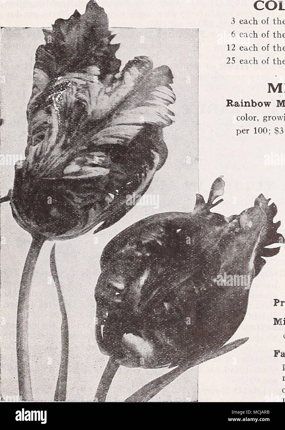 . Parrot o Dragon tulipani collezioni di tulipani doppia 3 ciascuno dei dodici varietà, 36 lampadine $2 00 postpagato 6 ciascuno dei dodici varietà, 72 bulbi 3 85 " 12 ciascuna delle dodici varietà, 144 lampadine 7 50 25 ciascuna delle dodici varietà, lampadine 300 14 00 doppio misto primi tulipani Rainbow miscela. Davvero una bella miscela, miscelati per dare una completa gamma di colore, crescente alla stessa altezza e fioritura insieme. 60 cts. per doz.; $4.00 per 100; $33.00 per 1000. PARROT O DRAGON TULIPANI molto grandi fiori di singolare e pittoresco forme e colori brillanti; molto bella e interessante. I petali sono Foto Stock