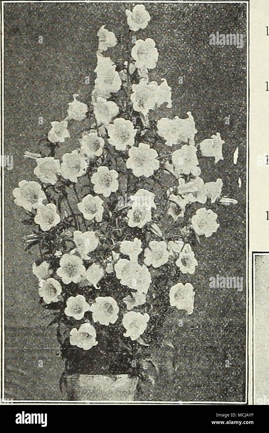 . Nuovo SHASTA e MOONPENNY margherite. 948 Burbank's Shasta Daisy "Alaska." Questo è ihe migliori di tutte le Margherite Shasta e uno dei migliori ihiiiys nella linea orticole che l'eminente ibridizzatore ha inviato. 25 cts. per pki.; "Io pkts., $1 00. 94! Burbank ibrida Shasta Margherite, questa è una miscela di sav&amp;d a partire da un gran numero di piantine e assicurarsi di proJuce alcune buone ordina. Seme di questa nonché la varietà "Alaska," è stato ricevuto direttamente dal sig. Burbank. 20 cts. per |ikt,; 3 jikt;;., 50 cts. 946 re Edoardo VII. I migliori Moonpenny Daisy, con fiori Foto Stock