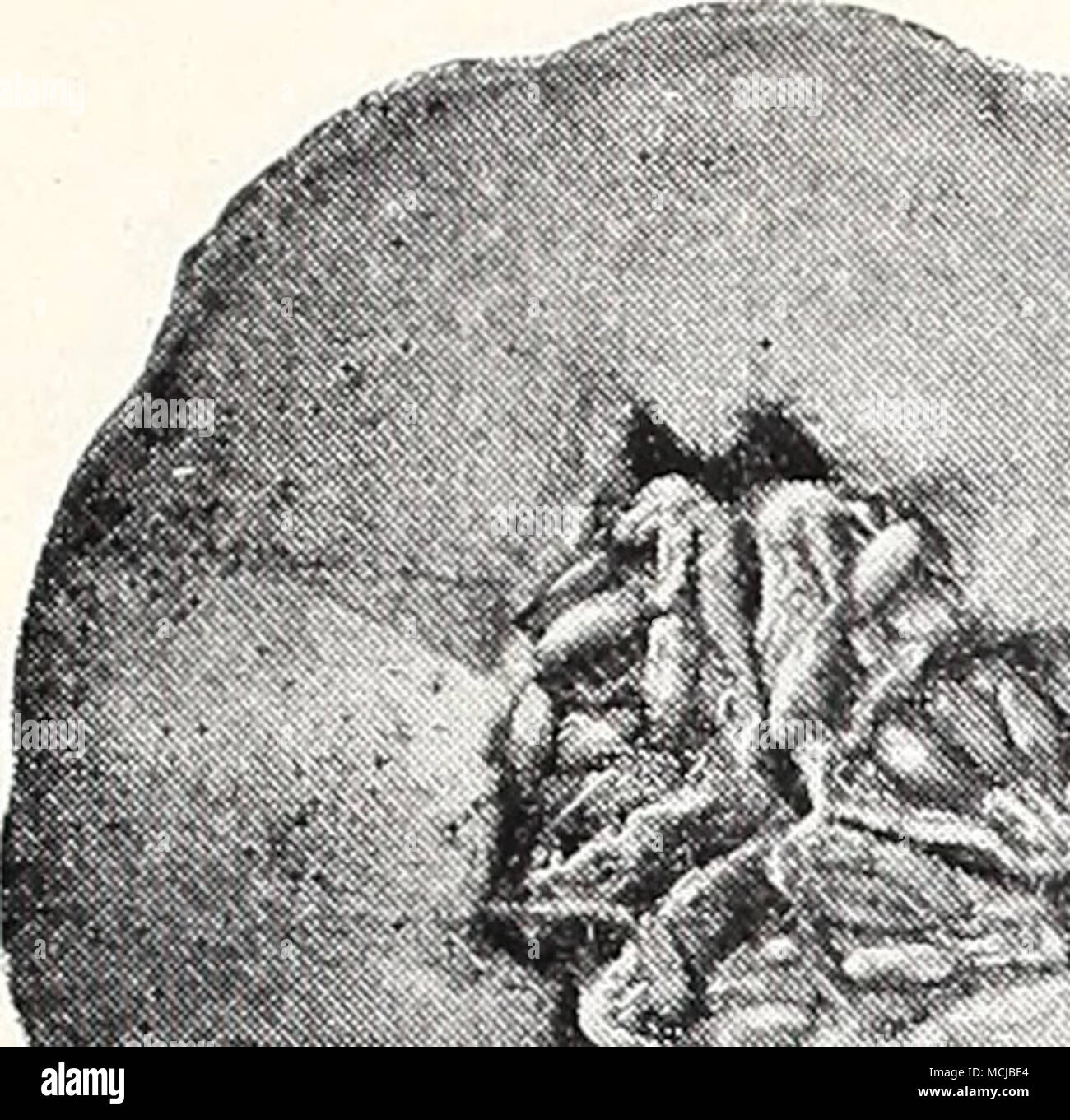 . Muskmelons o Cantaloupes Muskmelon -l'orgoglio del Wisconsin senape verdi è tali piatti come la senape verdi e la pancetta che rendono la cucina del Sud in modo intrigante. Postpagato: Pkt. 10^; oz. 250; V^. lb. 650; lb. $2.00. Fordhook Fancy, 556. 40 giorni. Rich Green, frange e foglie arricciate di sapore dolce. Il gigante del sud arricciato, 557. 40 giorni. Forte e montante piante, vi'iesimo grandi spiegazzato e frilled foglie. Londra bianco, 558. Dodici giorni. Verde scuro, piccole foglie liscio. Splendido per insalata e farcitura. Seminare ogni dieci giorni e scegliere quando 3 pollici di altezza. La senape Spinaci, Tendergreen, 559. 35 giorni. Raccomandare Foto Stock