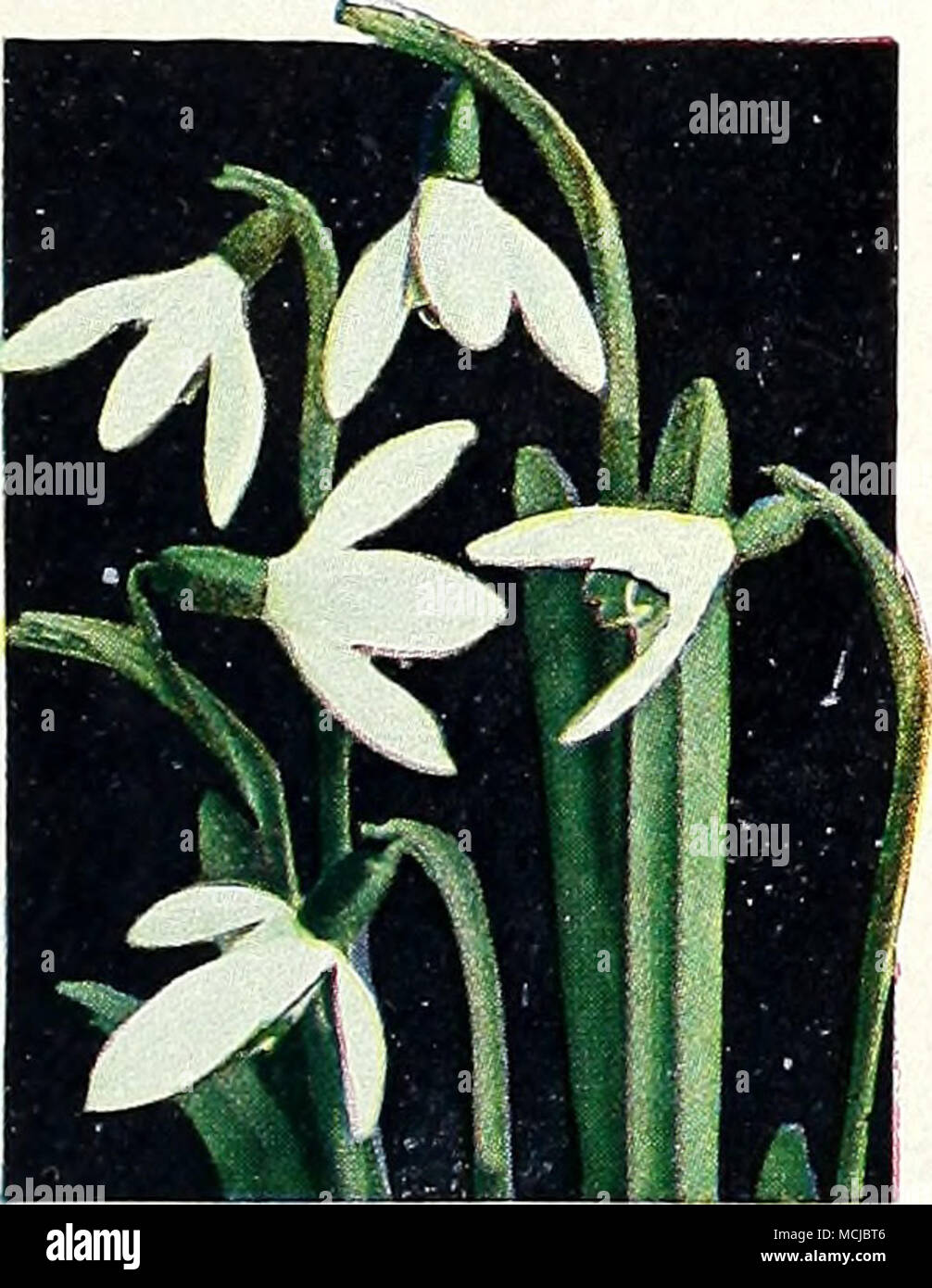 . Bucaneve Bucaneve Galanthus nivalis. Anche prima di tutto la neve è andato, questa prima di dii Messaggeri Primavera alzerà la sua pert poco campane bianche nel mezzo di una lamina di colore verde brillante foglie, per la gioia del giardiniere chi è in trepidante attesa di inverno di discostarsi. Per un effetto migliore impianto in gruppi o poco colonie con le lampadine distanziate di circa un pollice al di là. BM 691 A. 10 per 65c; 25 per $1.50; 100 per §5,50. Scilla sibirica • Siberian Squill liluc. Si ansiosamente sarà lamento per queste piccole stelle blu a joiu la parata di primavera nel vostro giardino perché finora non realmente fiori blu hanno Foto Stock