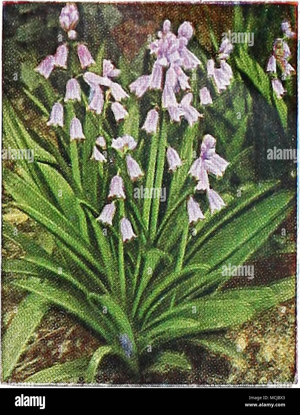 . SCILLA CAMPANULATA Foto Stock
