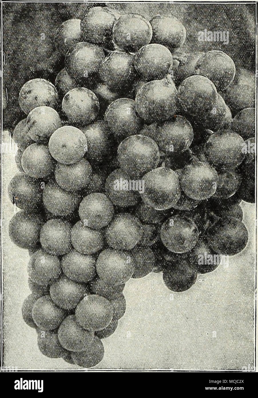 . Hardy uva fragola piante una selezione di ben provato tipi standard, che combinano tutte le qualità ricercate in alto grado di bacche per il giardino di casa. Glen Maria. Media stagione. Marshall. Inizio a metà stagione. Premier. Molto presto. Il senatore Dunlap. Media stagione. I migliori. In ritardo. William cinghia. In ritardo. Big Joe. Media stagione. Brandywine. Media stagione. Campbell è prematuro. Molto presto. Chesapeake. In ritardo. Inizio Jersey gigante. Inizio. Gandy del premio. In ritardo. Prezzo. 60 cts. per doz.; $1.00 per 25; 1,75 dollari per 50; $3.00 per 100; $18.00 per 1000. Nuovo EVERBEARING FRAGOLA ALDRICH il più produttivo della everbearing v Foto Stock
