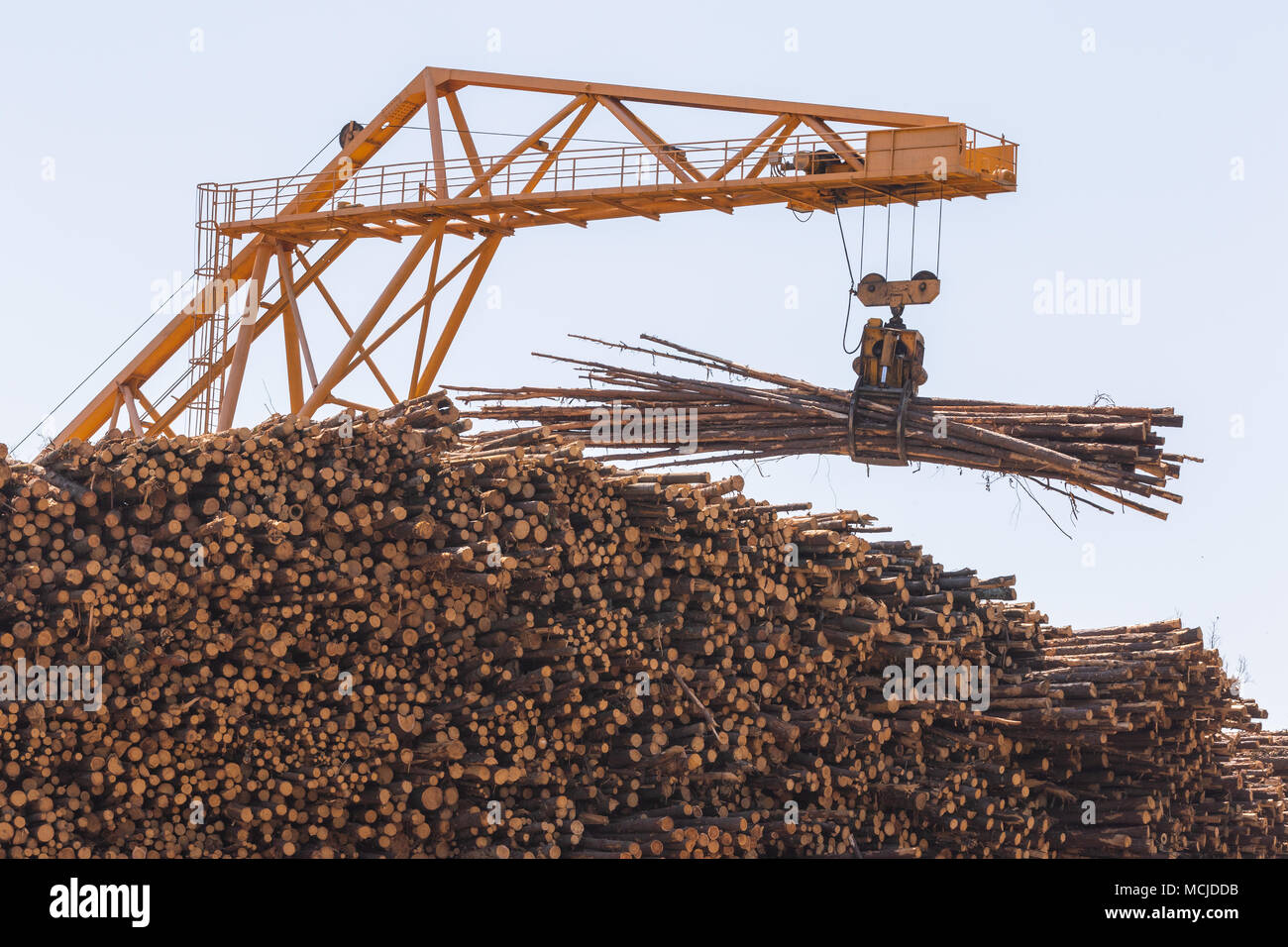 Grandi gru gialle, impostata su di un bianco luminoso cielo, pino di sollevamento registri dall enorme pila. Foto Stock