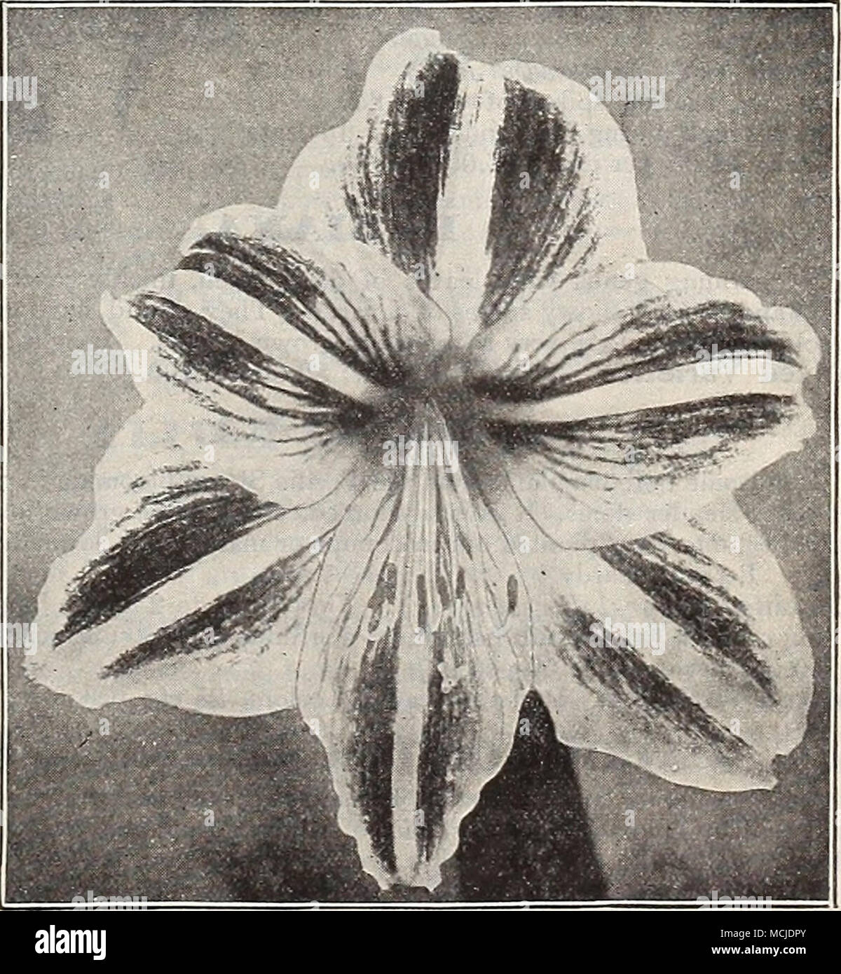 . Burbank ibrida Amaryllis. 6 lampadine o più alla dozzina di rate ; 25 o più a 100 tasso; 250 o più al tasso di 1000 (19) Foto Stock