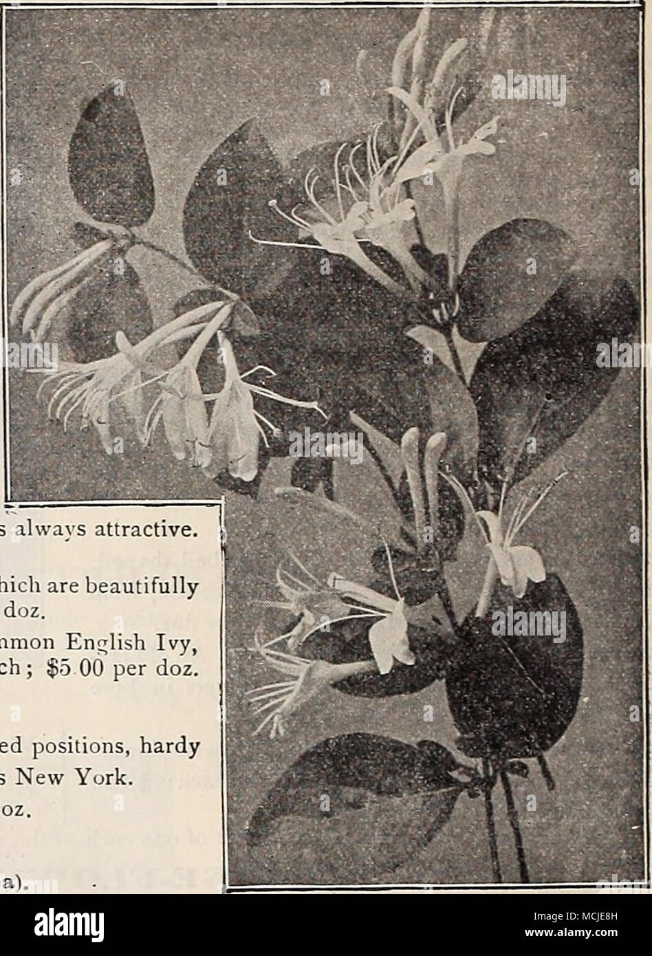 . ^'EYSt'CKLB. HONEYSUCKLES. Evergreen cinese ( Wovdbine). Rosso, giallo e bianco of- gated ; fiori molto profumati. Halliana. Fiori di colore bianco puro, passando al giallo; fragrante, Hardy evergreen ; fiori liberamente. Hfcckrothi. Profondo rosso dei fiori con gola giallo; in fiore in continuo. 25 cts. ciascuna ; §2,50 per doz. Le variegate {Aurea Reticulata). Fogliame splendidamente screziato giallo e verde ; riesce in qualsiasi situazione. Il prezzo di una qualsiasi delle suddette, ad eccezione di dove indicato : giovani piante, 10 cts. Ogni; §1,00 al doz.; §600 per 100. Piante robuste, l!o cts. Ogni; $2.50 per doz.; §12,00 per 100. IVIES. Hardy en Foto Stock