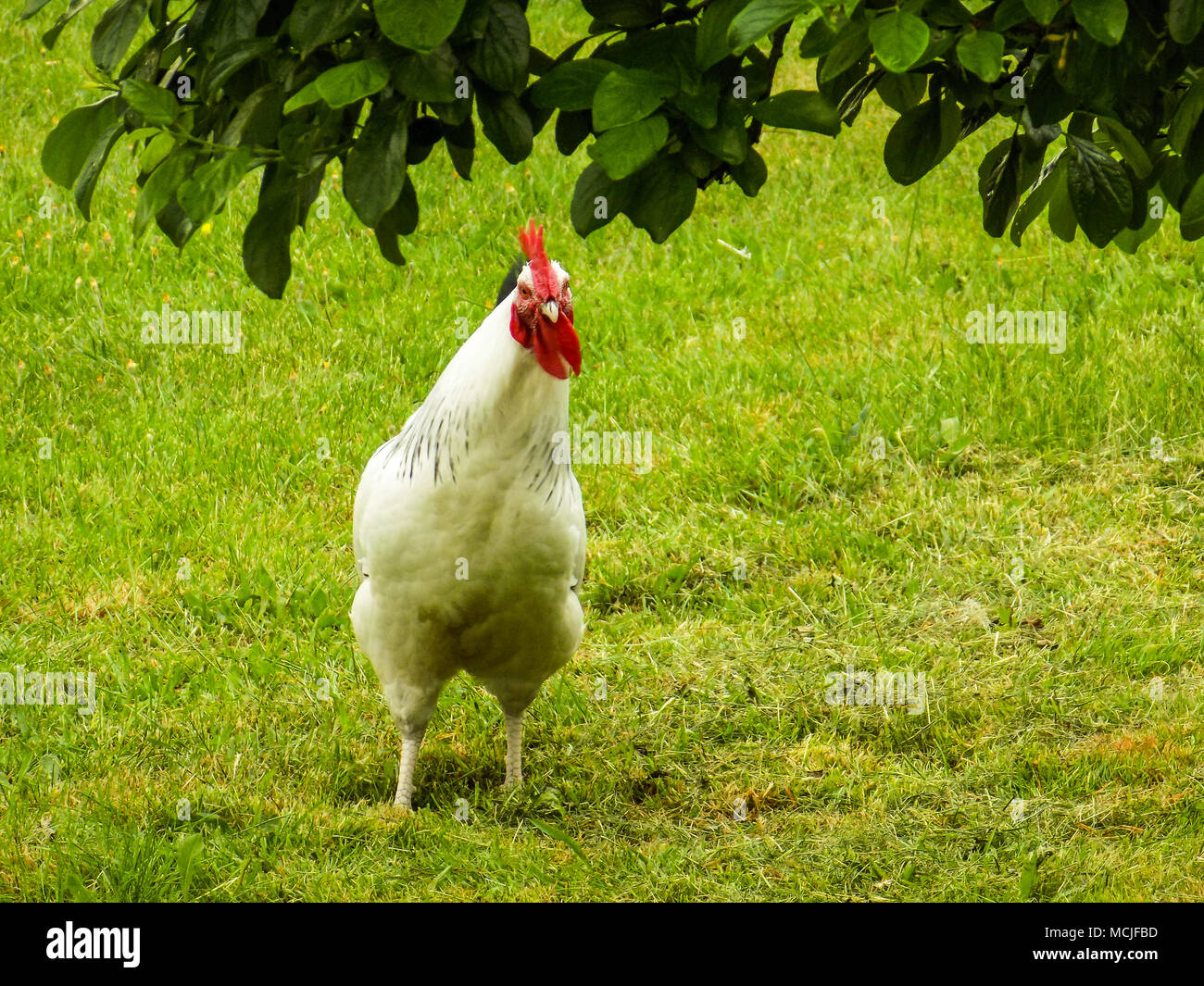 Gallina e allevamento domestico rooster. Foto Stock