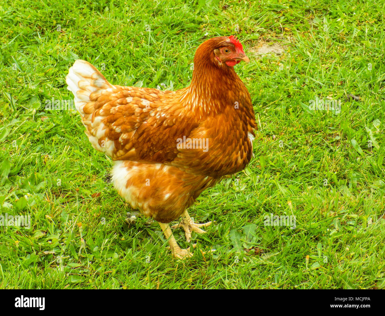 Gallina e allevamento domestico rooster. Foto Stock