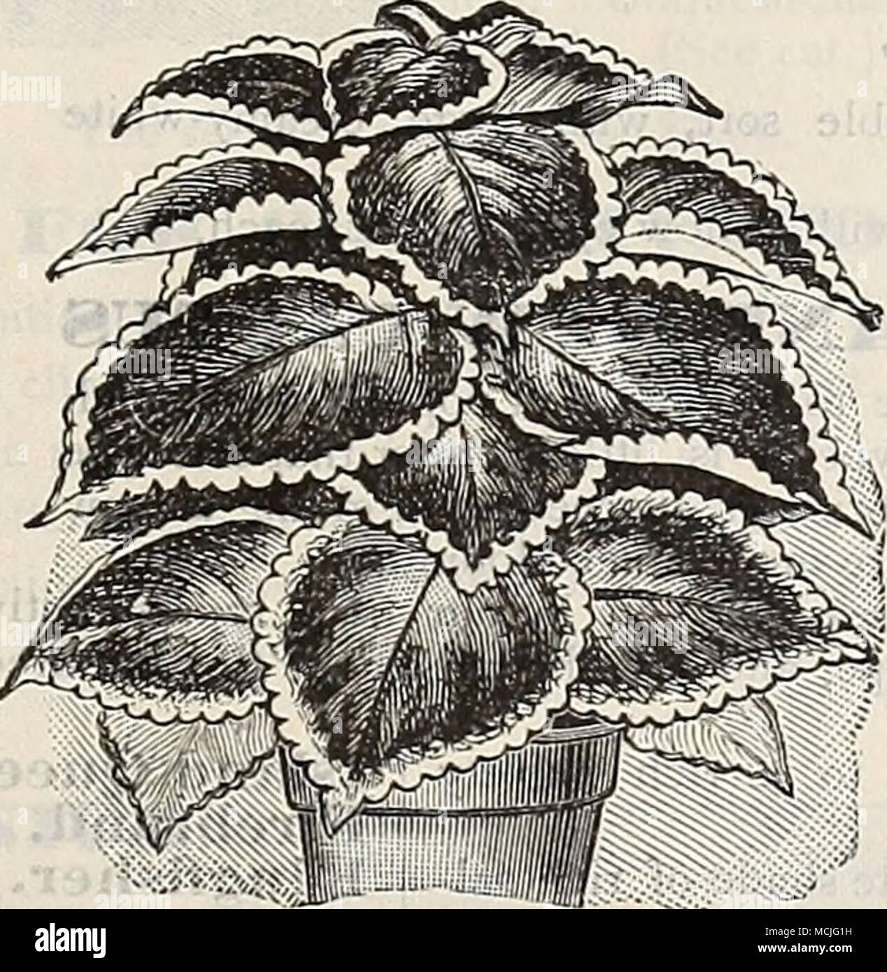 . CoLKUs " brillantezza.' ............. ^ ^ â .  fl^^MJI^r^^v '-s K r-s- ^ r>-"3 .";.s|^;^ ;s m'lM^ V ipil 1 nuovi ibridi Hardy Clematis Coccinea. Campanula isophylla maggioii. Nuovo gigante coi.EUS BRII "^I.1 ANCY." Il nome ben descrive l'aspetto di questa varietà, che appartiene alla giant- lasciava in sezione, di forte e vigorosa abitudini crescenti da 2 a 3 piedi alto, con foglie spesso da 9 a 10 centimetri di lunghezza, che sono di un brillante carmine, ombreggiatura ofl a una profonda maroon, i margini in giallo e verde, a foglia intera avente una ricca lucentezza vellutata.. (Vedere taglio.) 35 cts. eac Foto Stock