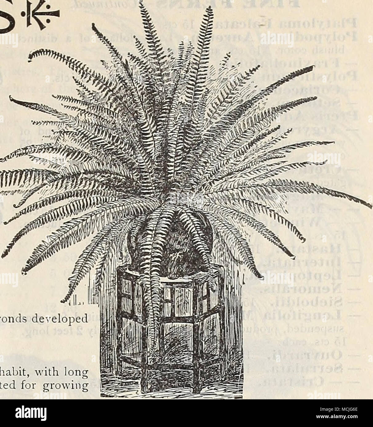 . Spada di Boston Fern. !Doryopteris Nobilis. 25 cts. Gyiniiograinnie Sulplmrea {Zolfo Fem). 15 cts. e 25 cts. Aristata Lastrea Varieg'ata. Questa bella varietà ha una banda larga del giallo-verde attraverso la ..pinnule. 15 cts. - Chrysoloba. 15 cts. - Lepida. Interamente distinti, con lunghi verde scuro grazioso inarcamento fronde. 15 cts. - Opaca. Una bella specie, verde scuro folinge triangolare. 15 cts. LiOlliaria Ciliata. Un nano Fern Tree. 15 cts. e 25 cts. - Gibba. 15 cts. e 25 cis. Lyg'Odilim ScandeilS. Arrampicata giapponese di felce. 15 cts. - DichotoniUlU. Un bellissimo e specie distinta, wiih Foto Stock