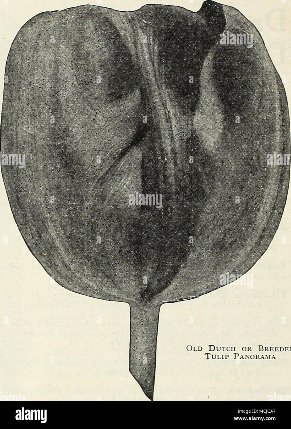 . Old Dutch o allevatore Tulip Panorama Foto Stock