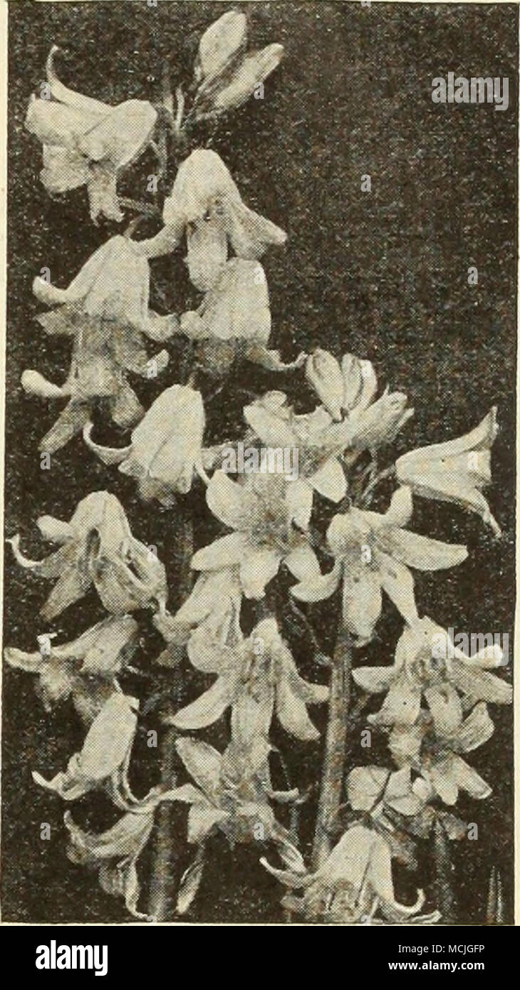 . Scilla campanulata Campanulata {Spagnolo Bluebell, Giacinto di legno). Affascinante la campanula di grandi dimensioni - come i blumi durante il mese di maggio. Ammenda per naturalizing nei boschi o per la coltivazione in frontiera. Essi sono perfettamente hardy e delizia in semi-ombra. Essi fiorirà sotto gli alberi di pino. 3 per 12 per 100 per Blue 0 dollari 18 $0 60 $4 00 Rose 18 60 4 00 Bianco 18 60 4 00 mescolati 15 50 3 50 Sternbergia Autunno Daffodil un Lutea. Molto bella la nana in autunno- i bulbi con fiorisce come un giallo glorificato Crocus. Essi dovrebbero avere un piuttosto asciutto posizione soleggiata e ben drenato terreno di lime. Il coperchio 4 pollici profondo. Proteggere bene siamo Foto Stock